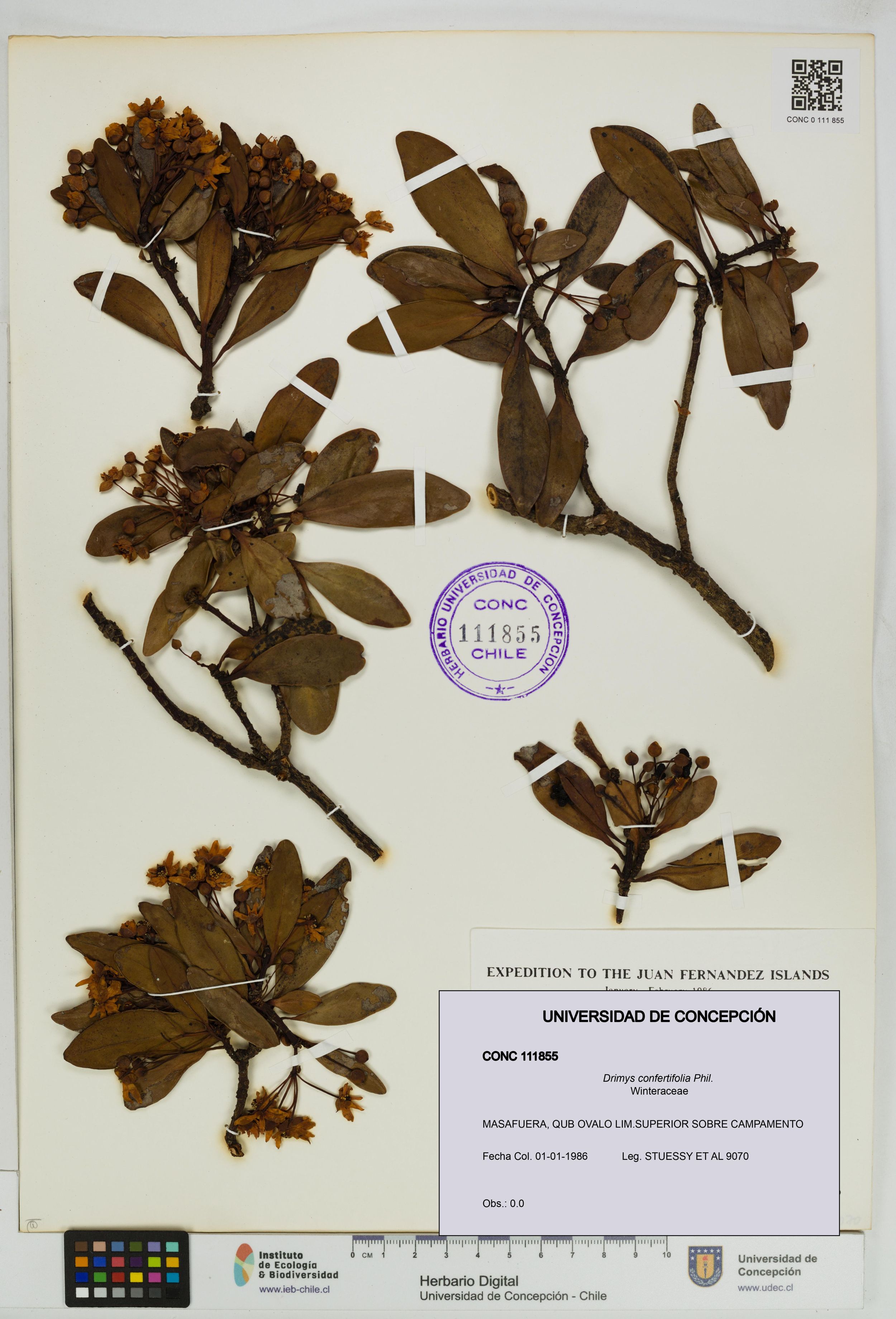 Drimys confertifolia [Espécimen: ]
