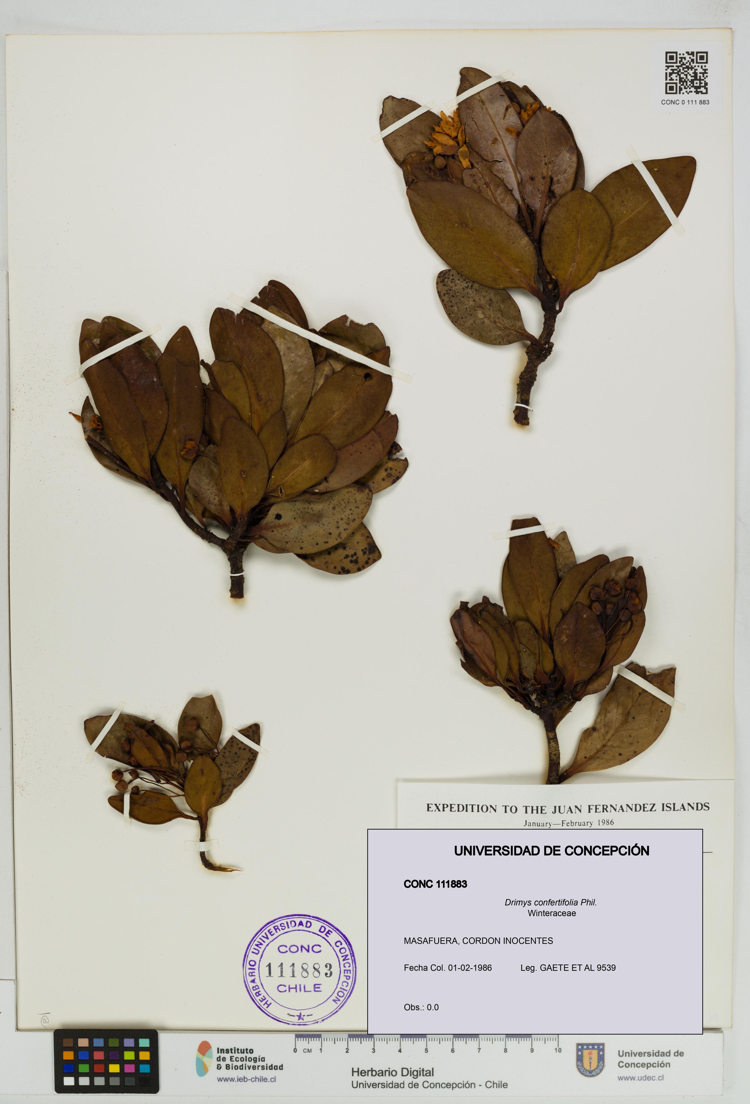 Drimys confertifolia [Espécimen: ]