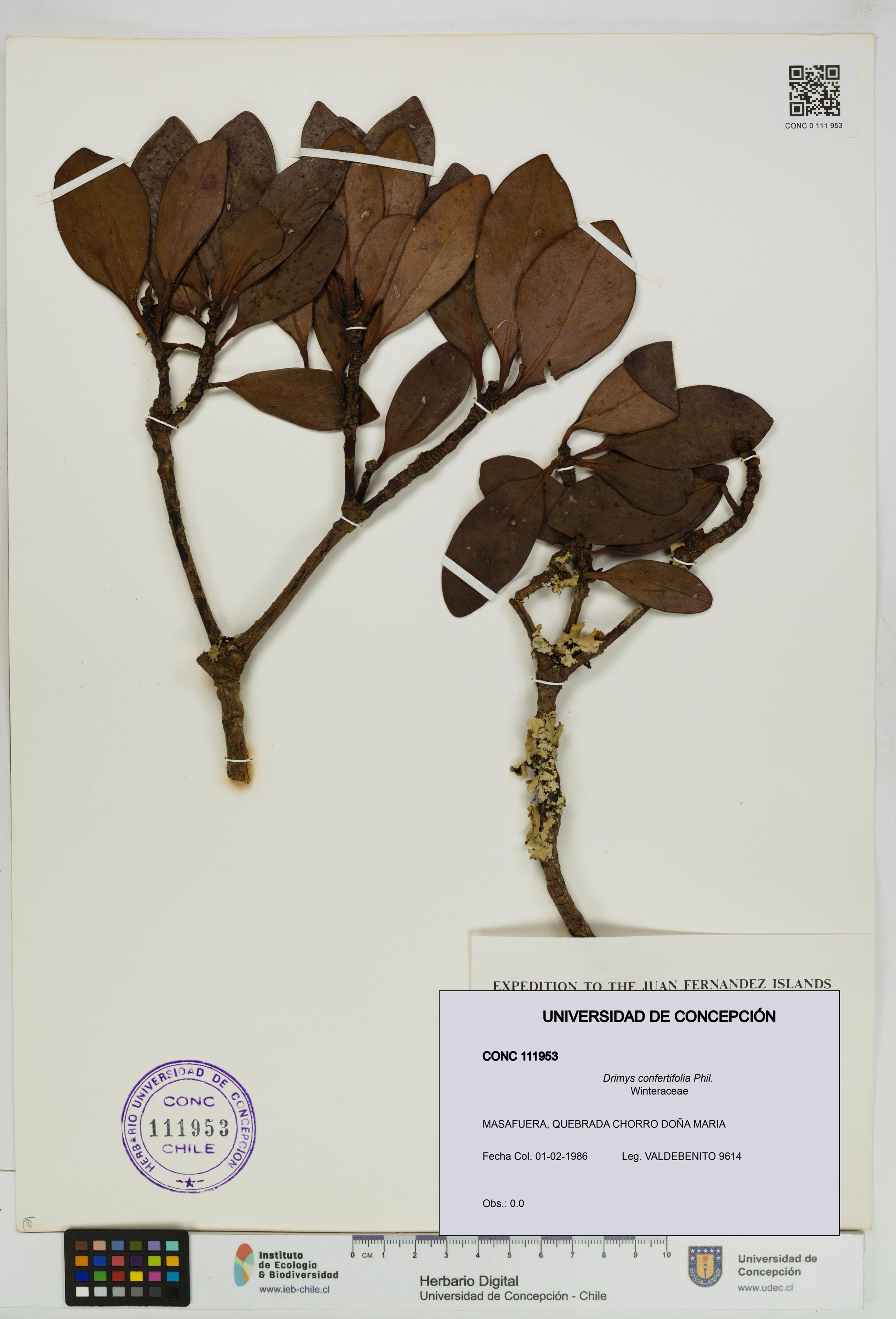 Drimys confertifolia [Espécimen: ]