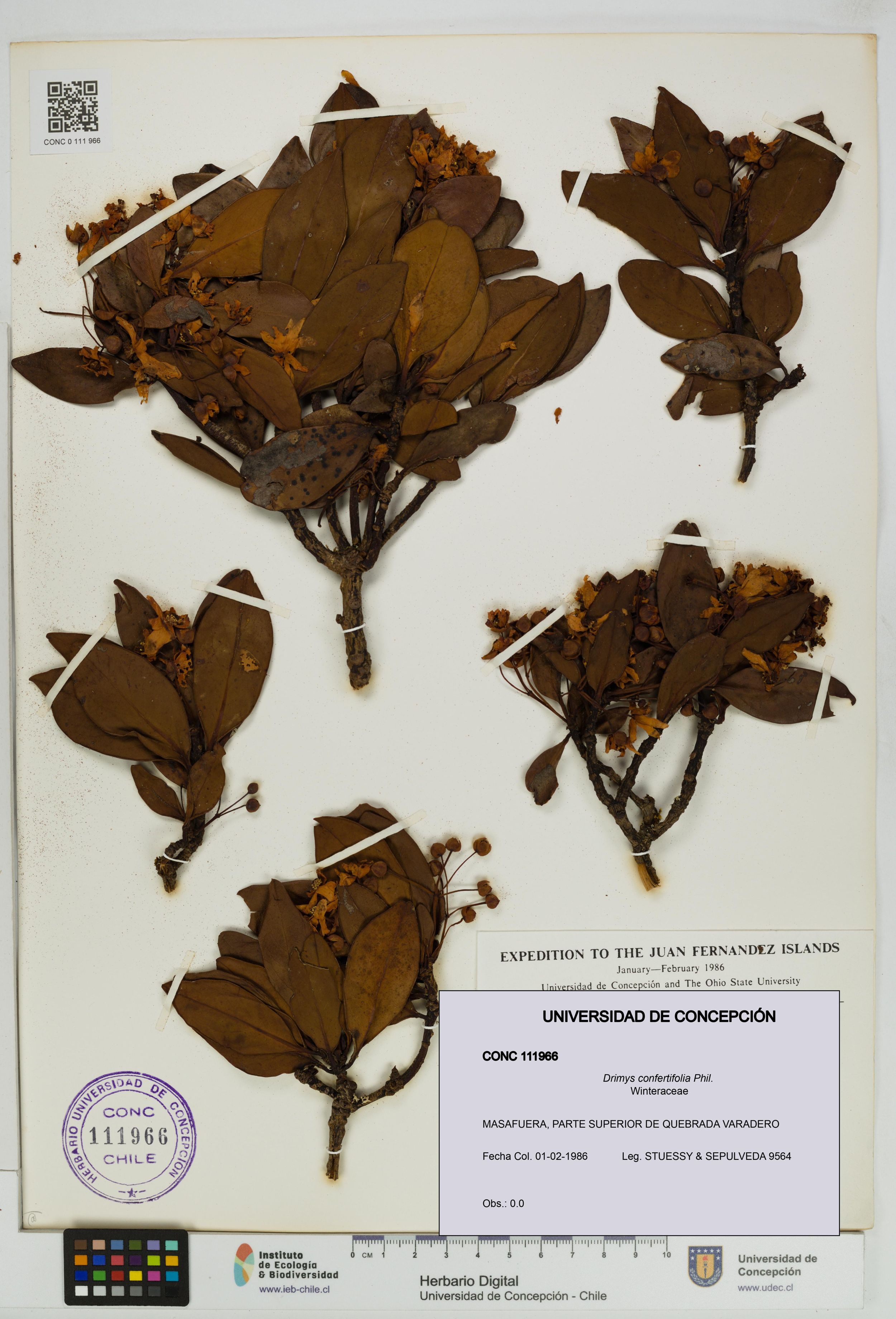 Drimys confertifolia [Espécimen: ]
