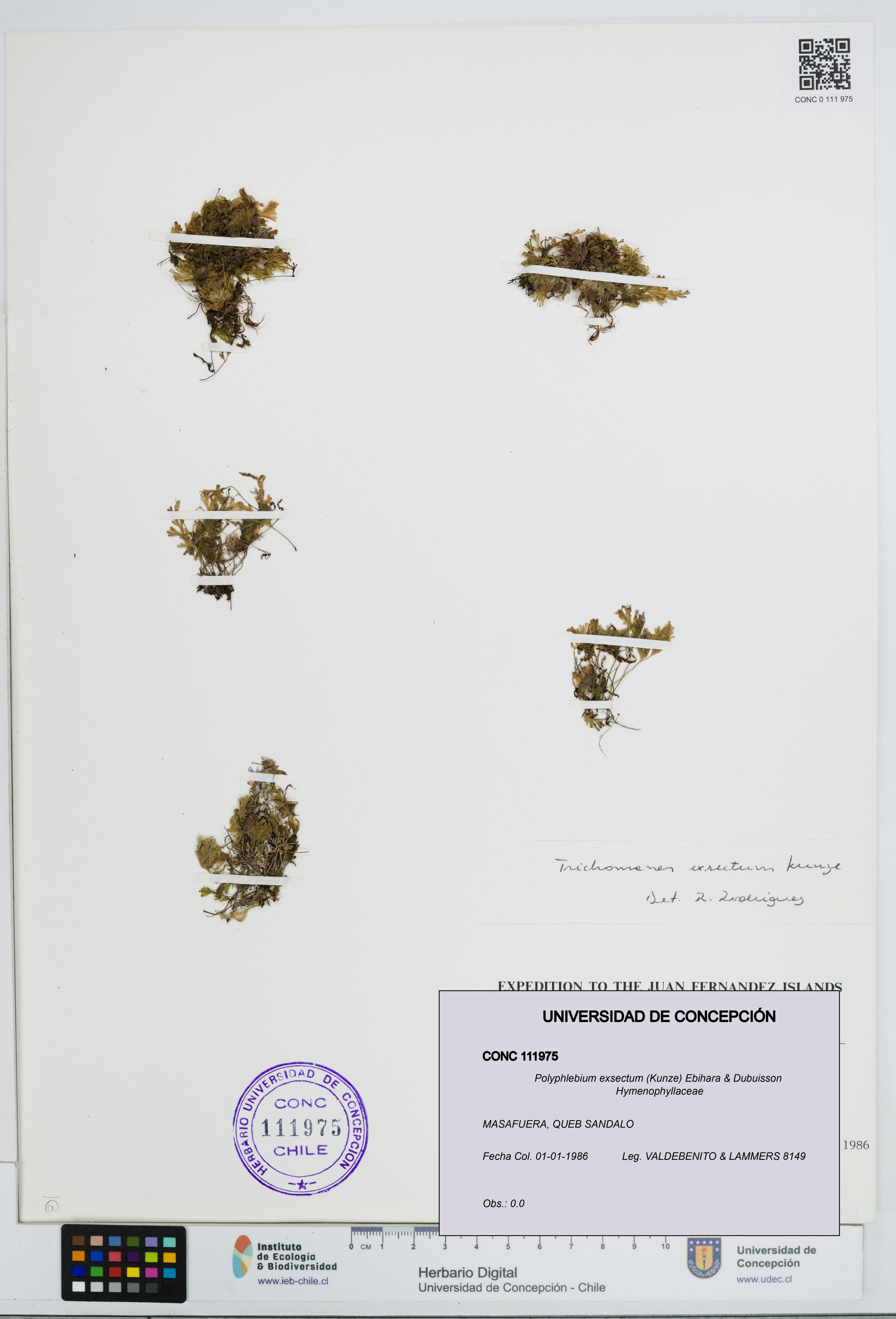 Polyphlebium exsectum [Espécimen: ]