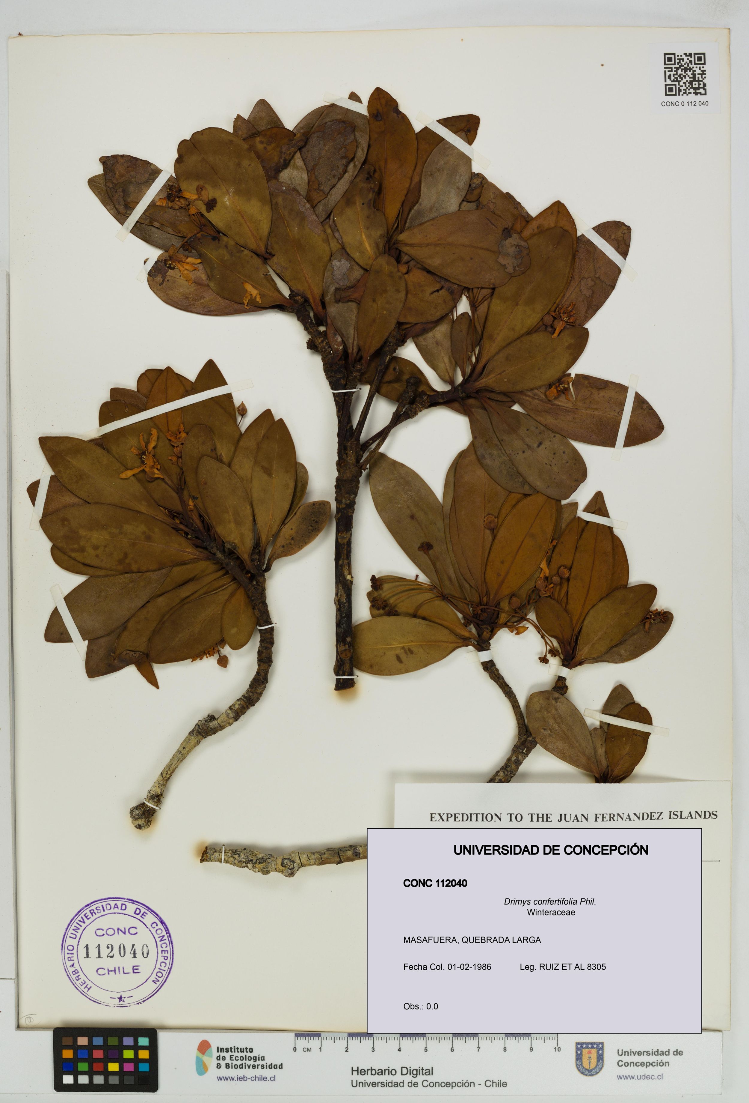 Drimys confertifolia [Espécimen: ]