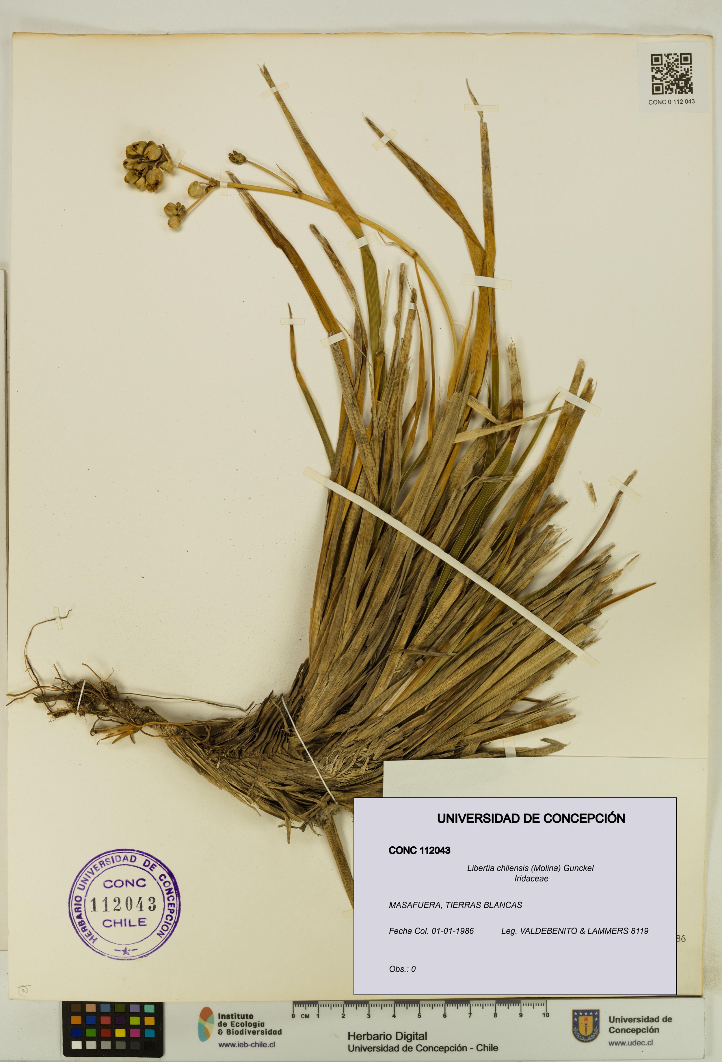 Libertia chilensis [Espécimen: ]