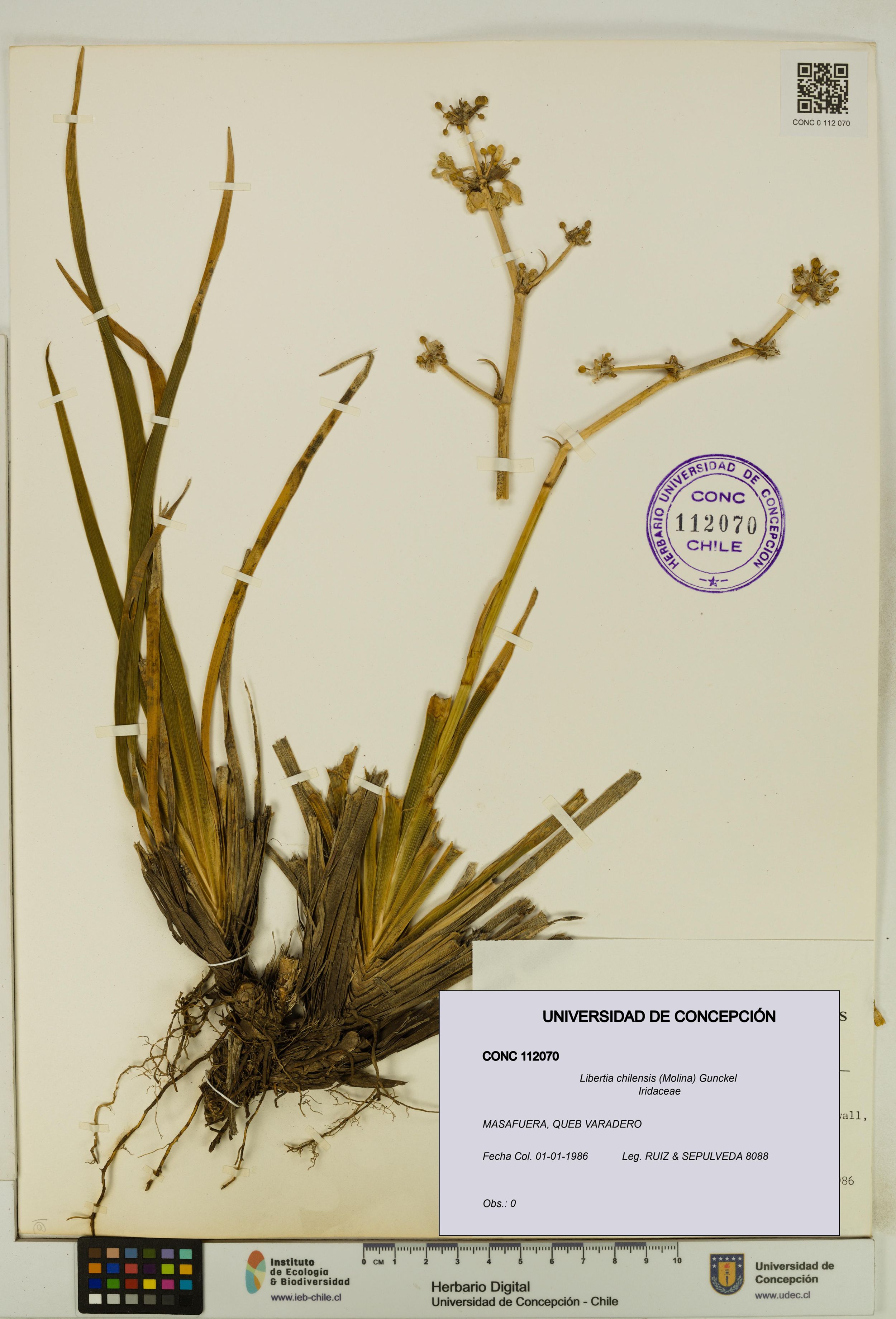 Libertia chilensis [Espécimen: ]