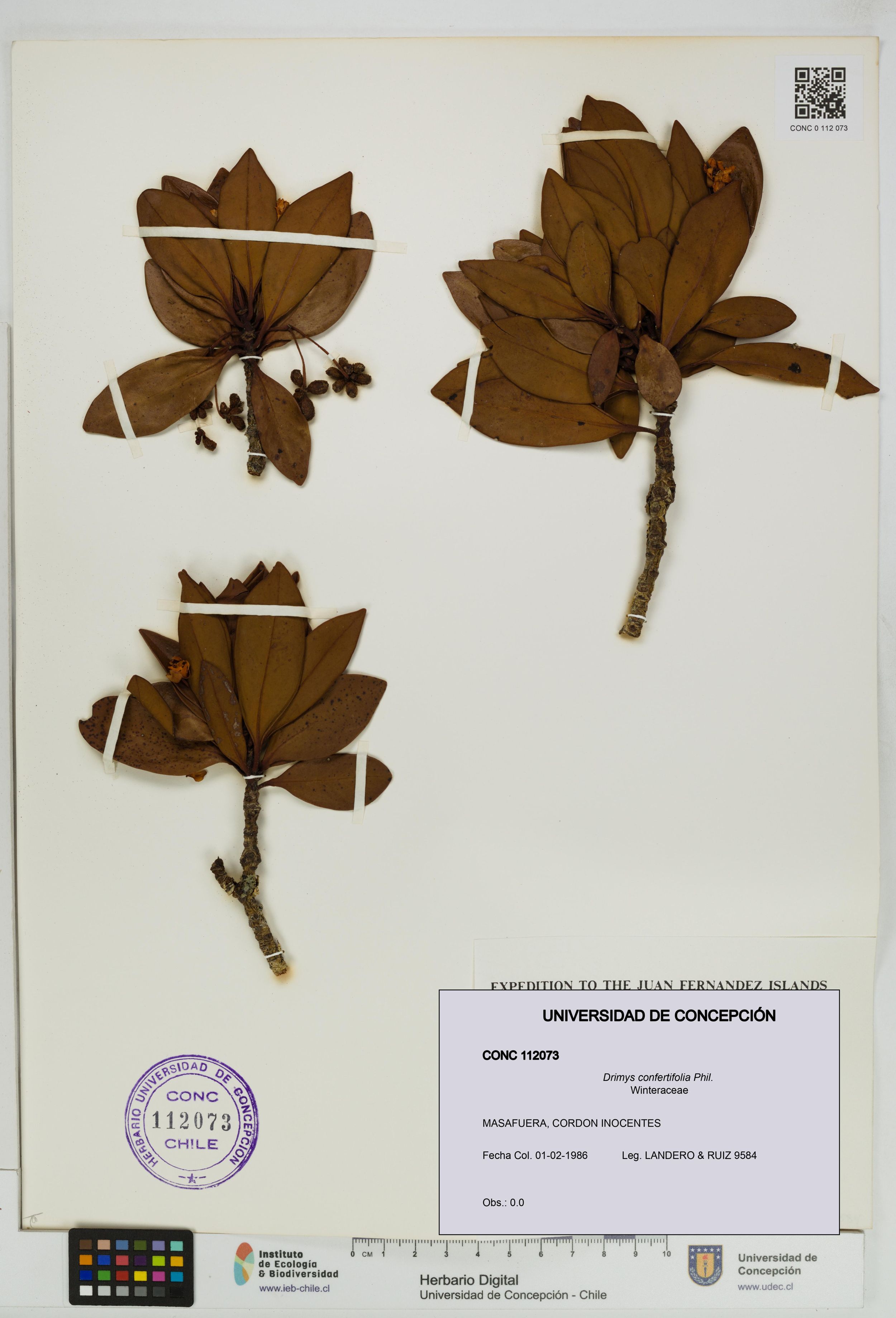 Drimys confertifolia [Espécimen: ]