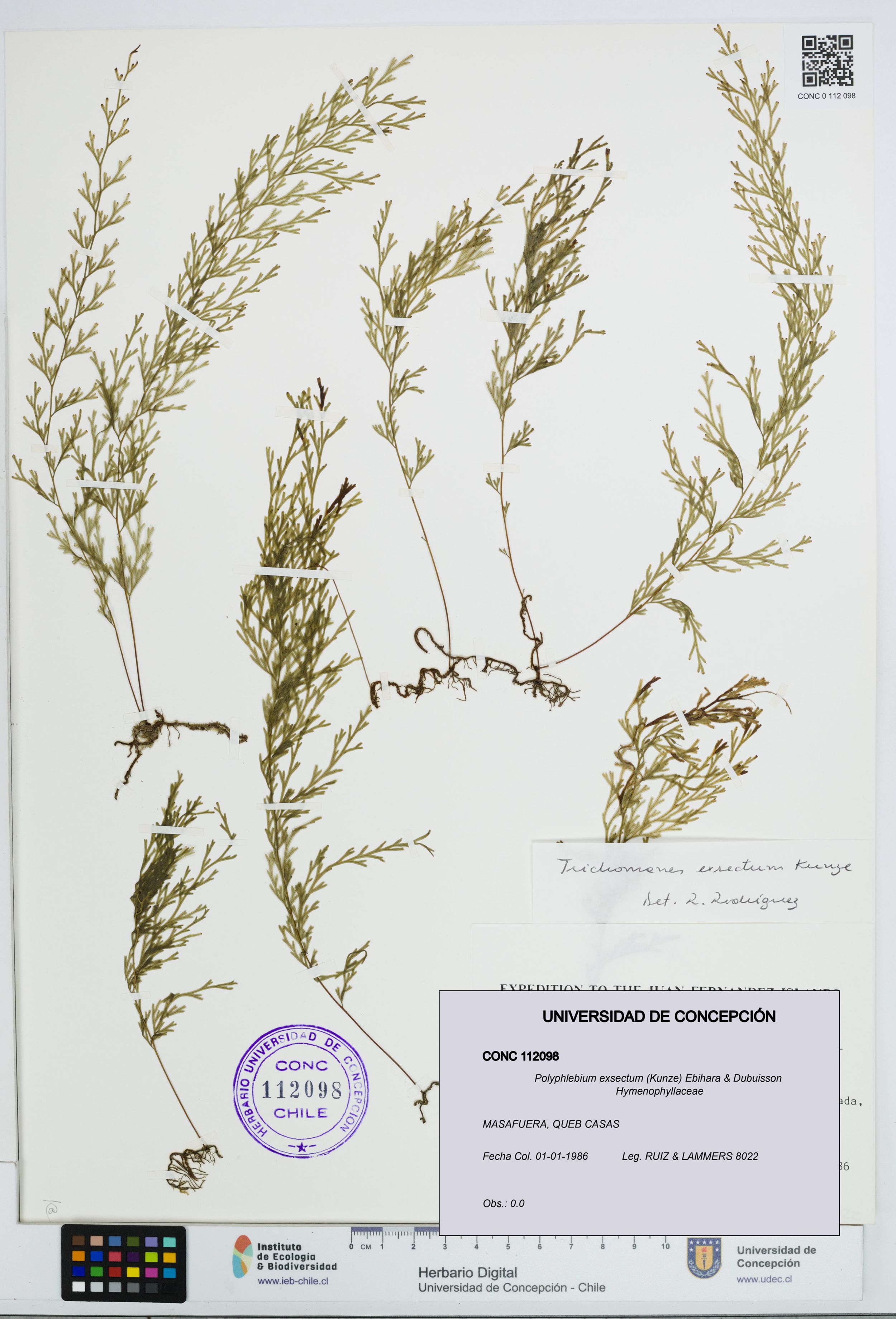 Polyphlebium exsectum [Espécimen: ]
