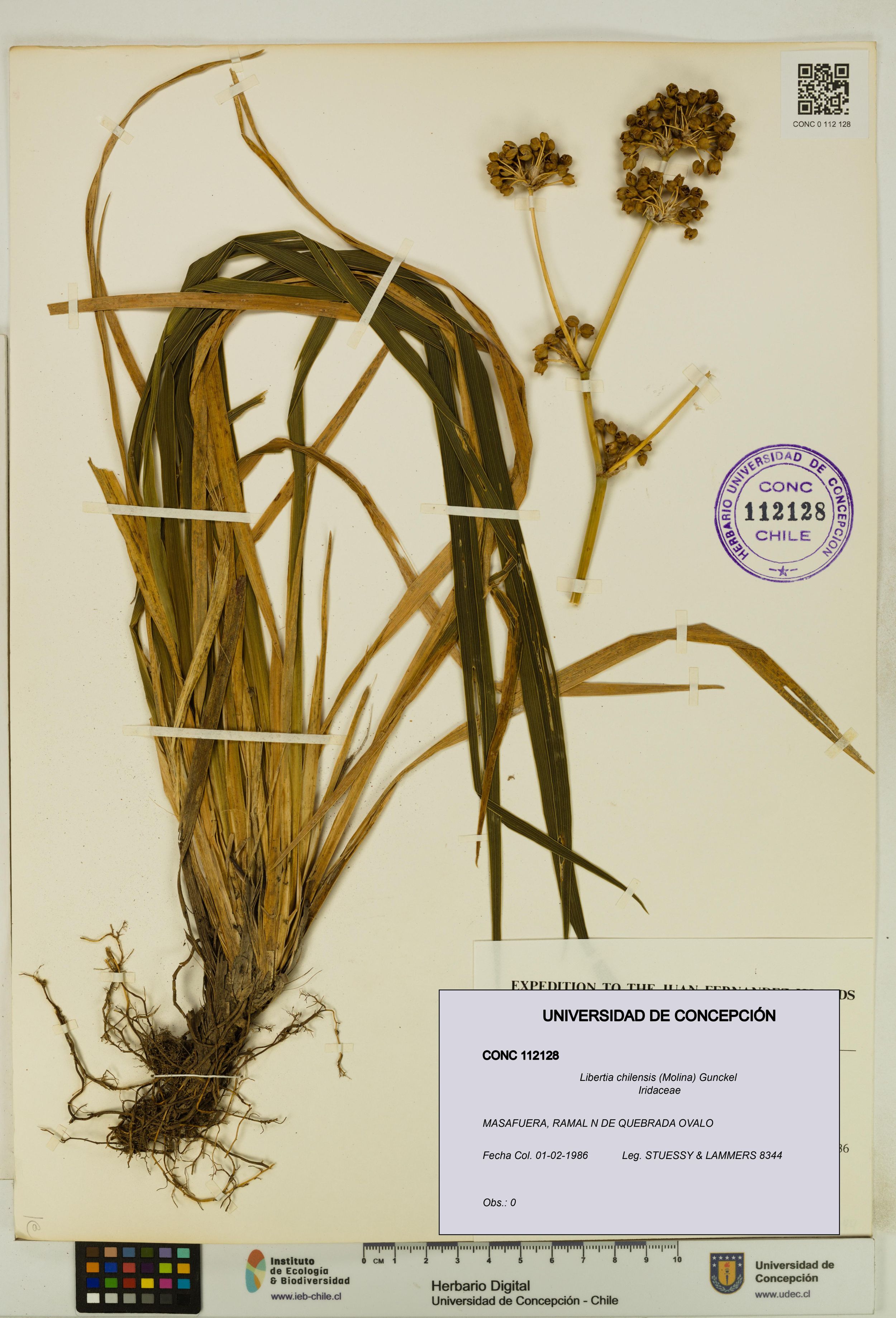 Libertia chilensis [Espécimen: ]