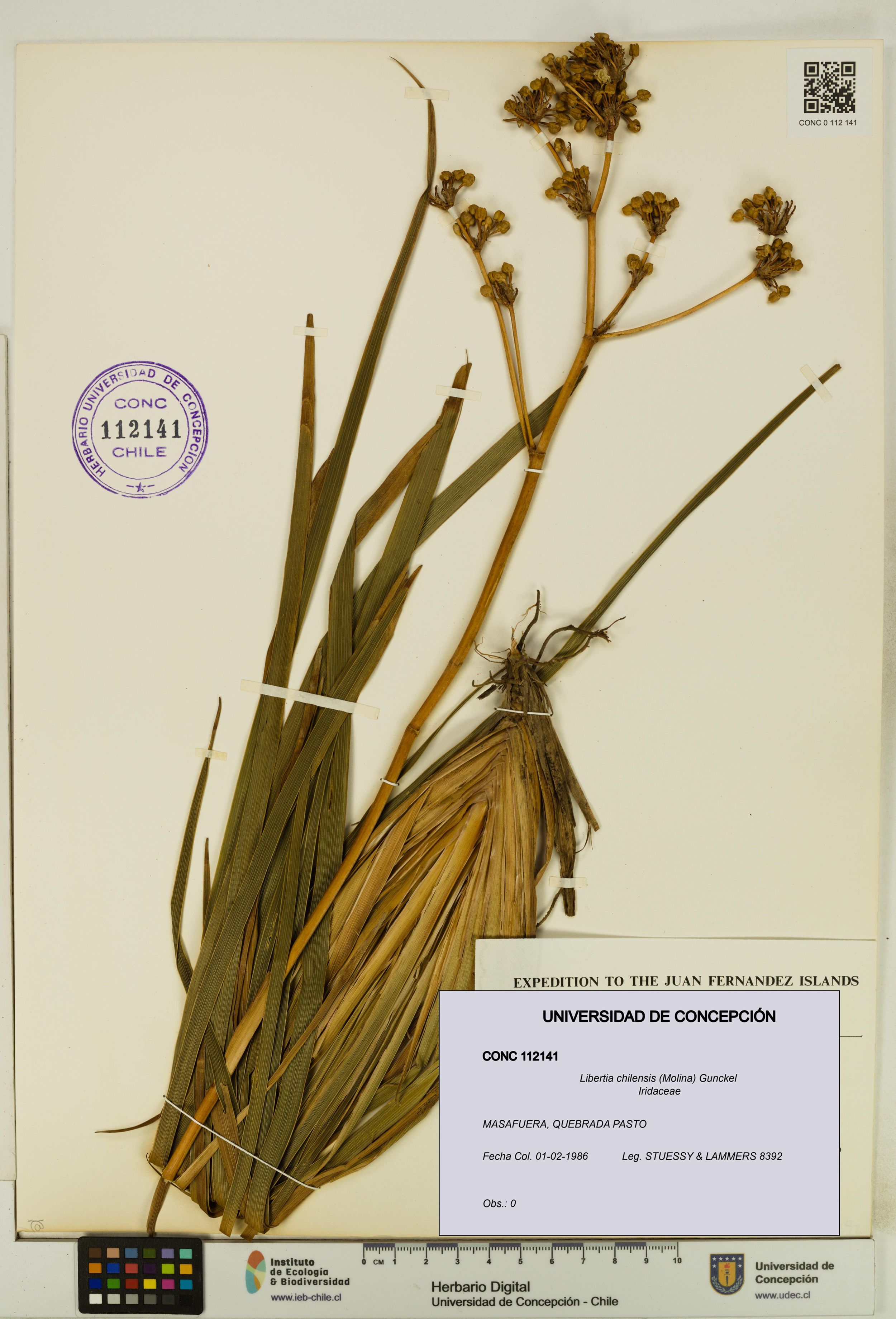 Libertia chilensis [Espécimen: ]