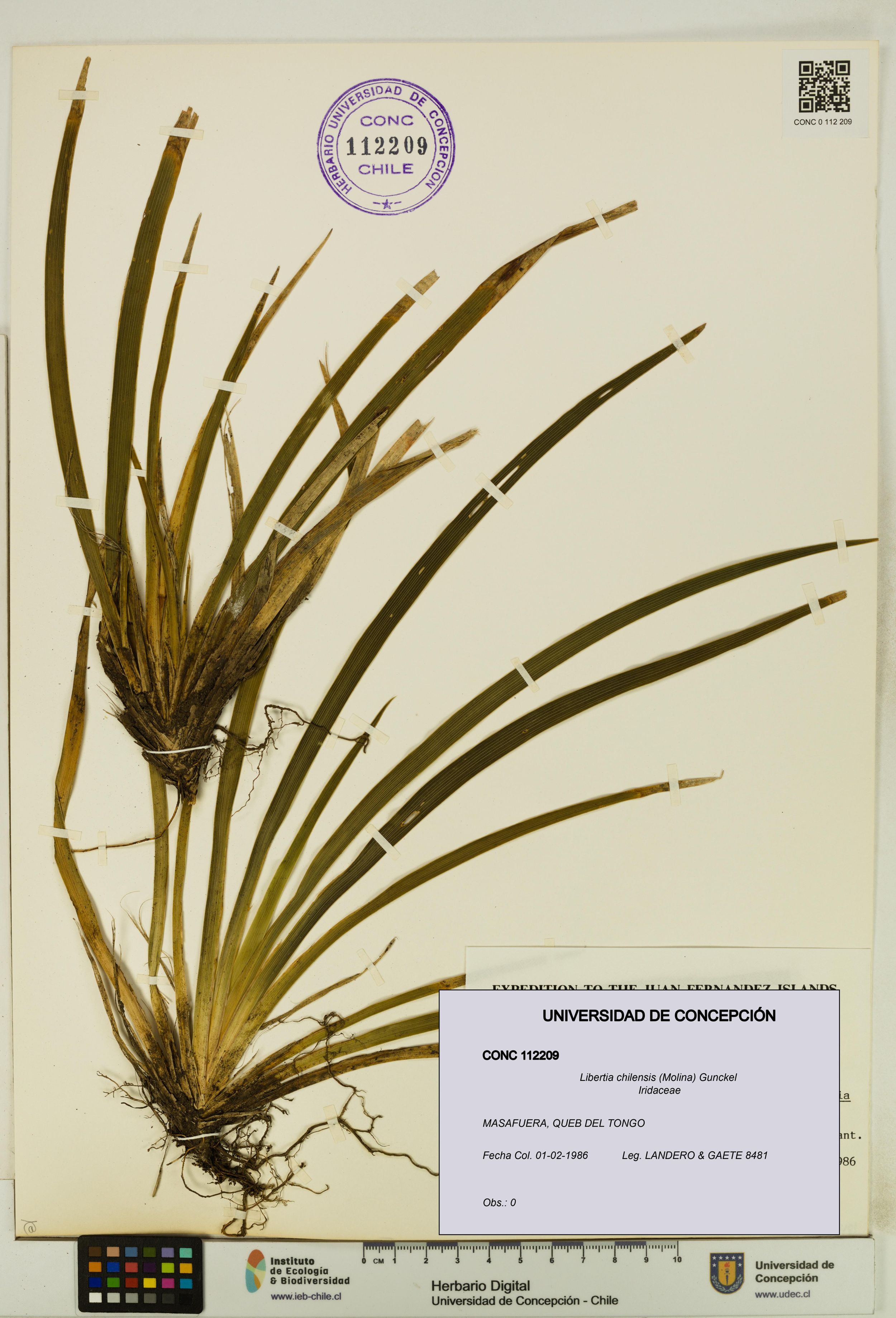Libertia chilensis [Espécimen: ]
