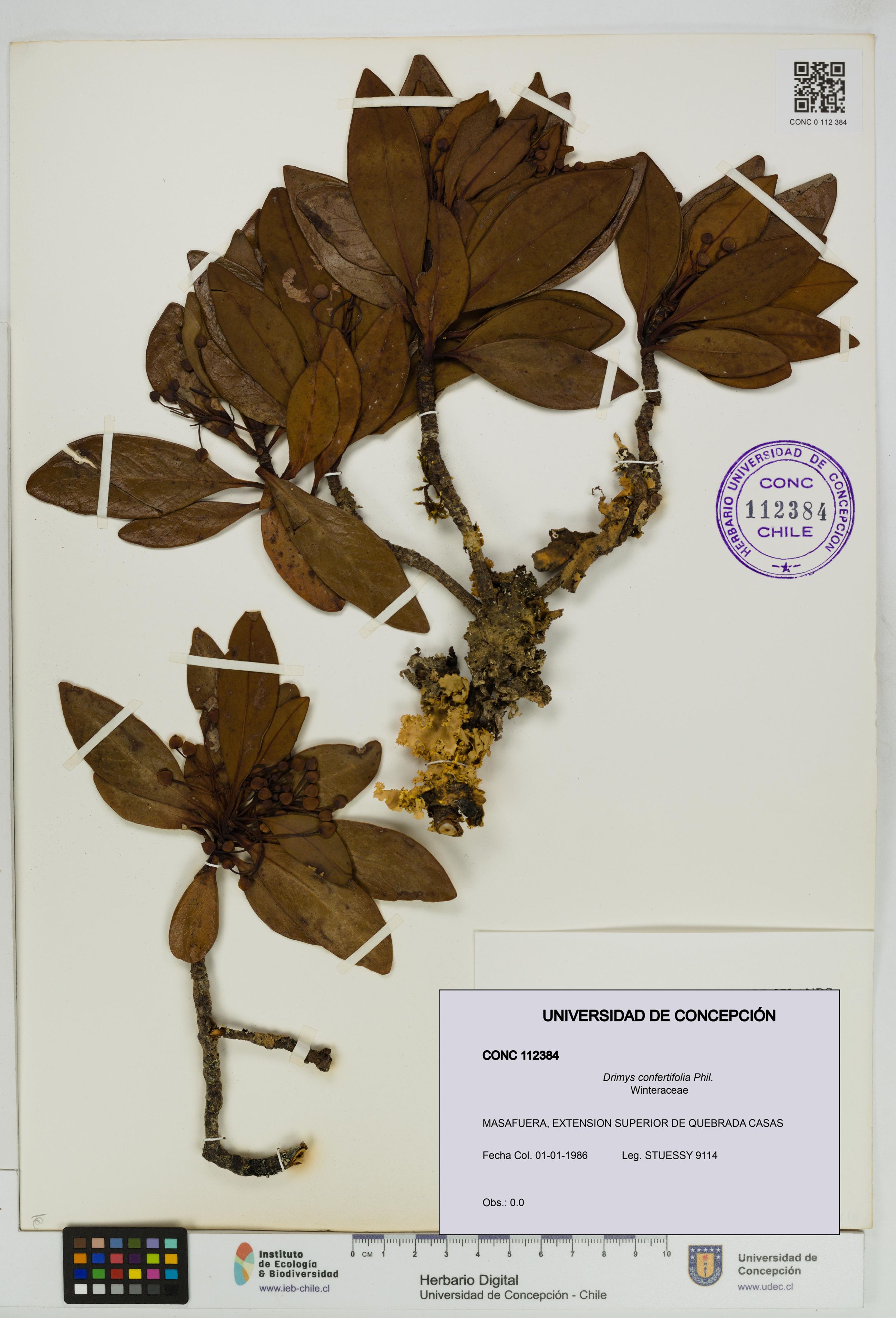 Drimys confertifolia [Espécimen: ]