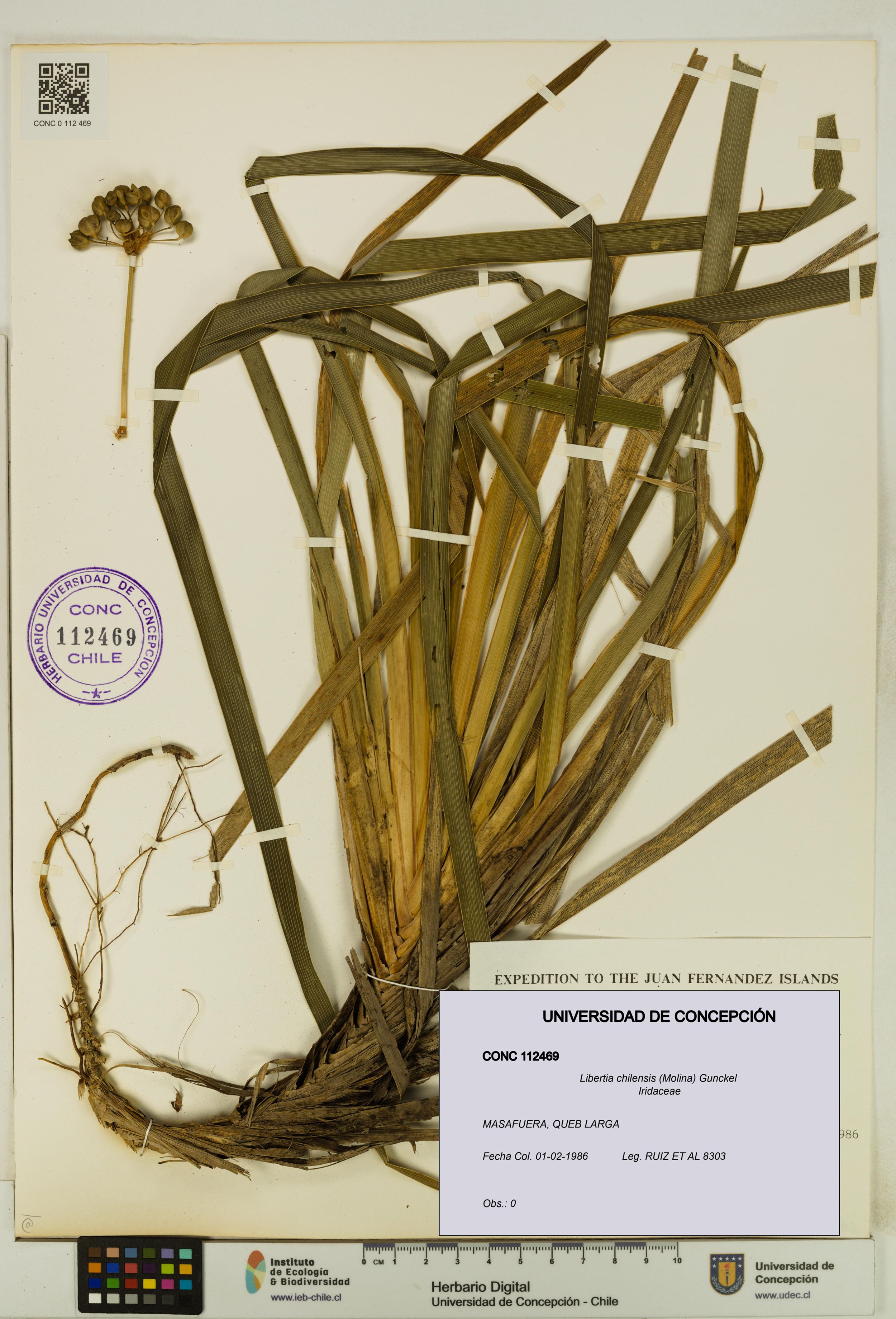 Libertia chilensis [Espécimen: ]