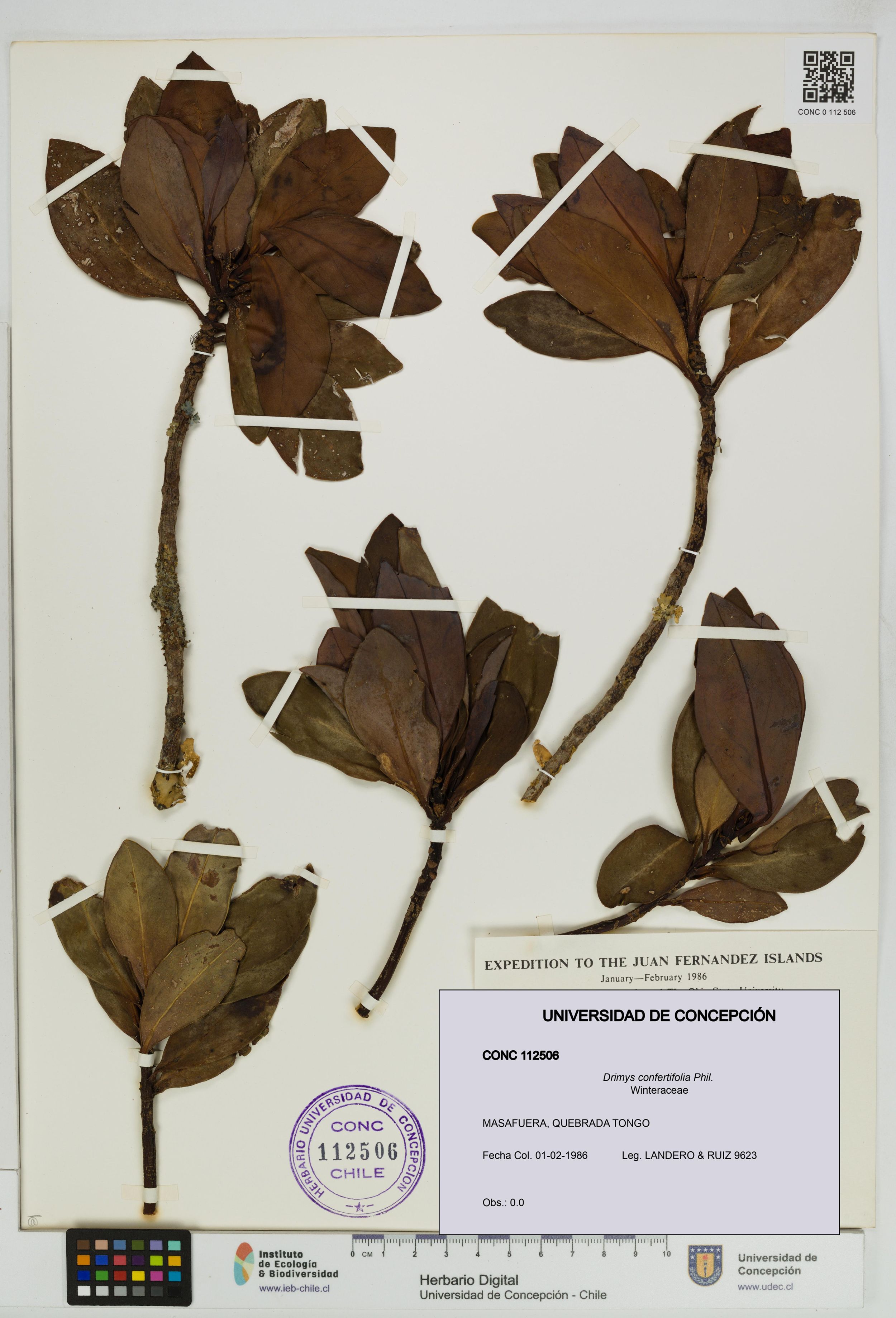 Drimys confertifolia [Espécimen: ]
