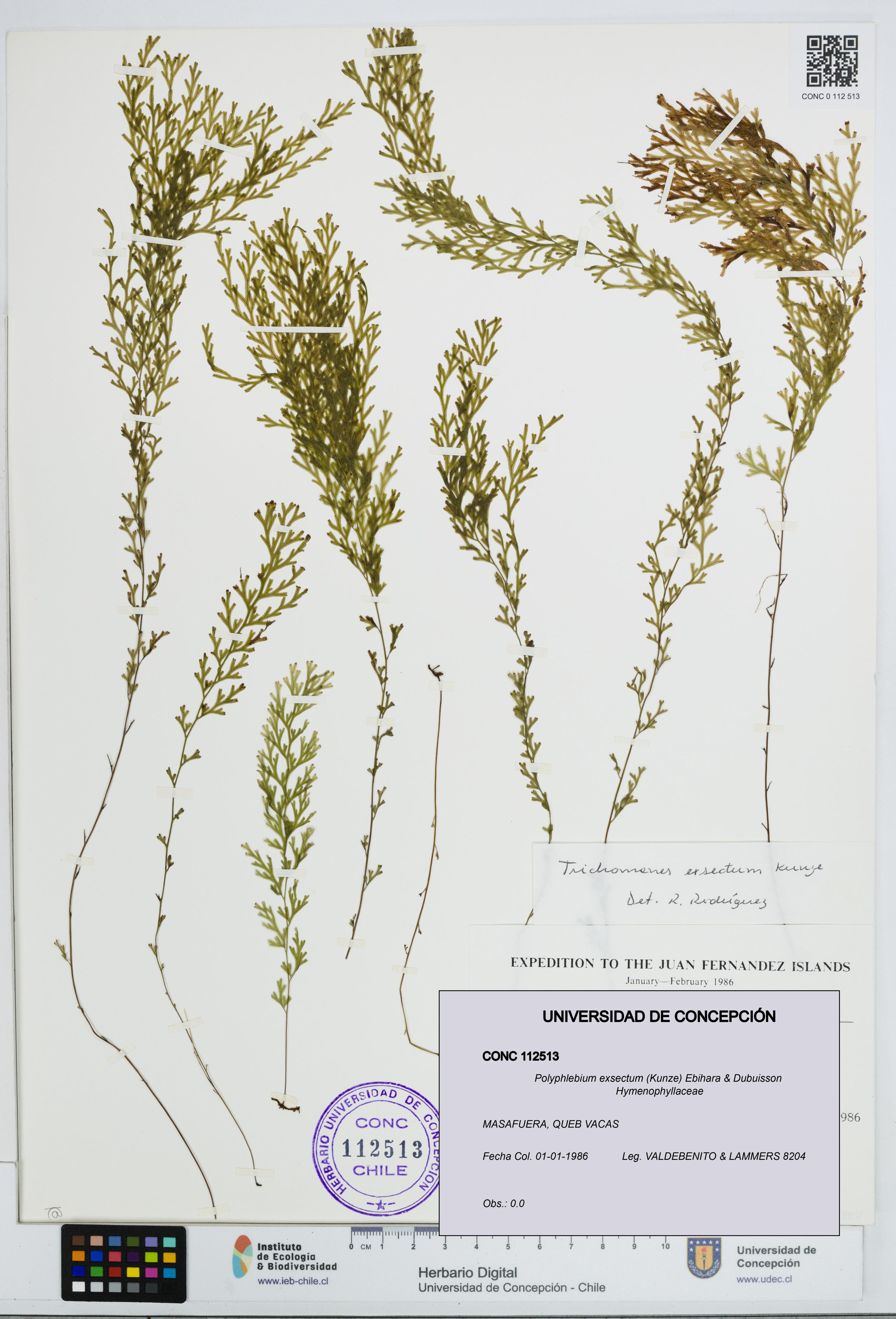 Polyphlebium exsectum [Espécimen: ]