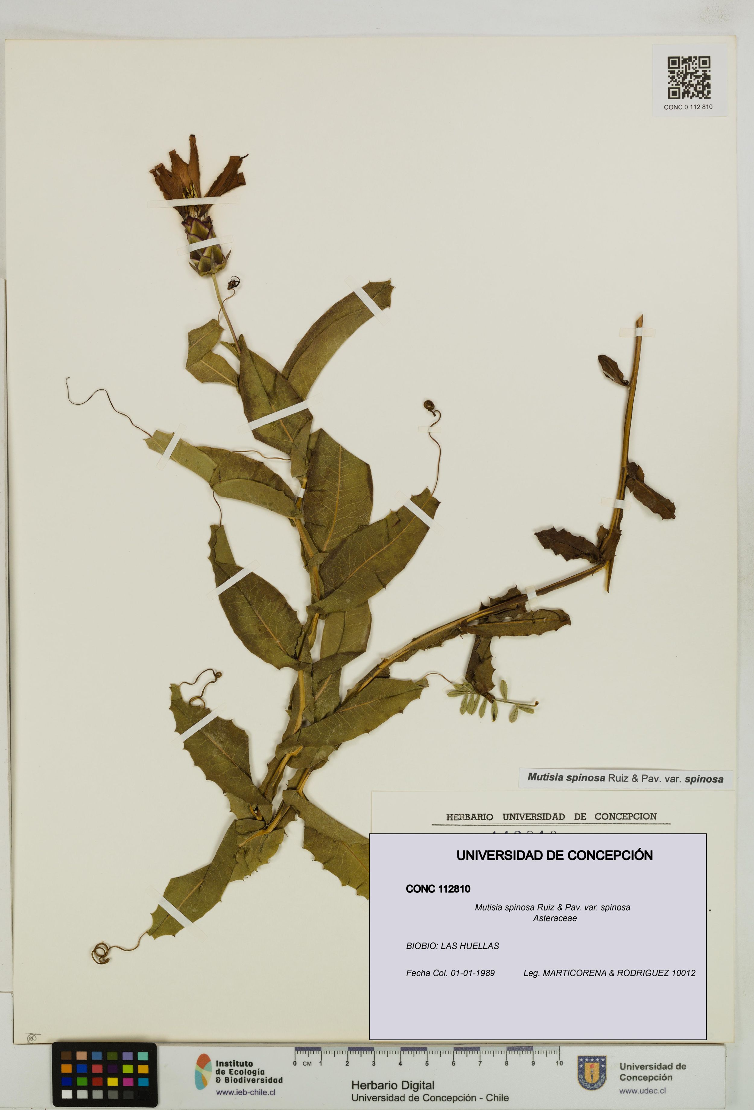Mutisia spinosa var. spinosa [Espécimen: ]