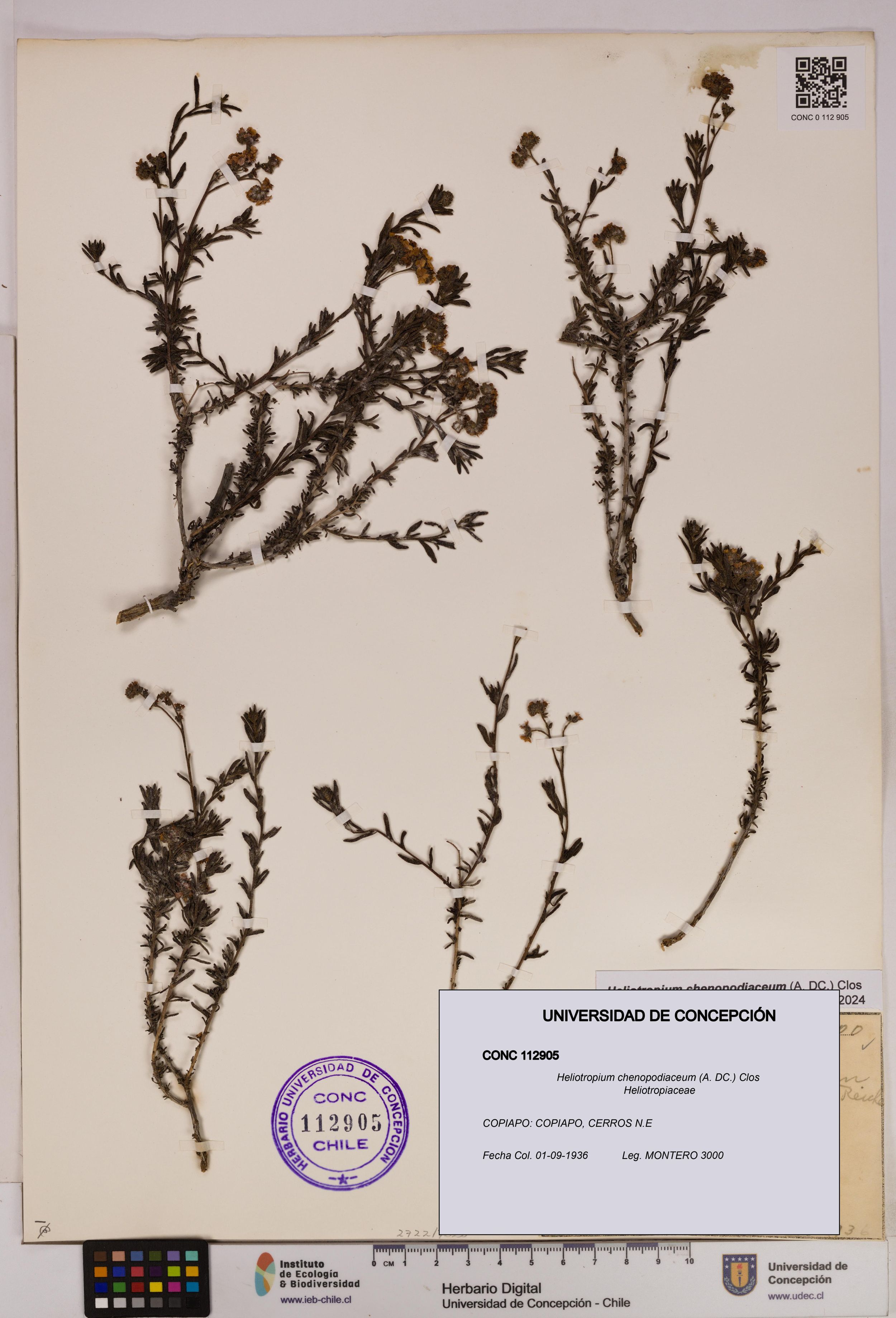 Heliotropium chenopodiaceum [Espécimen: ]