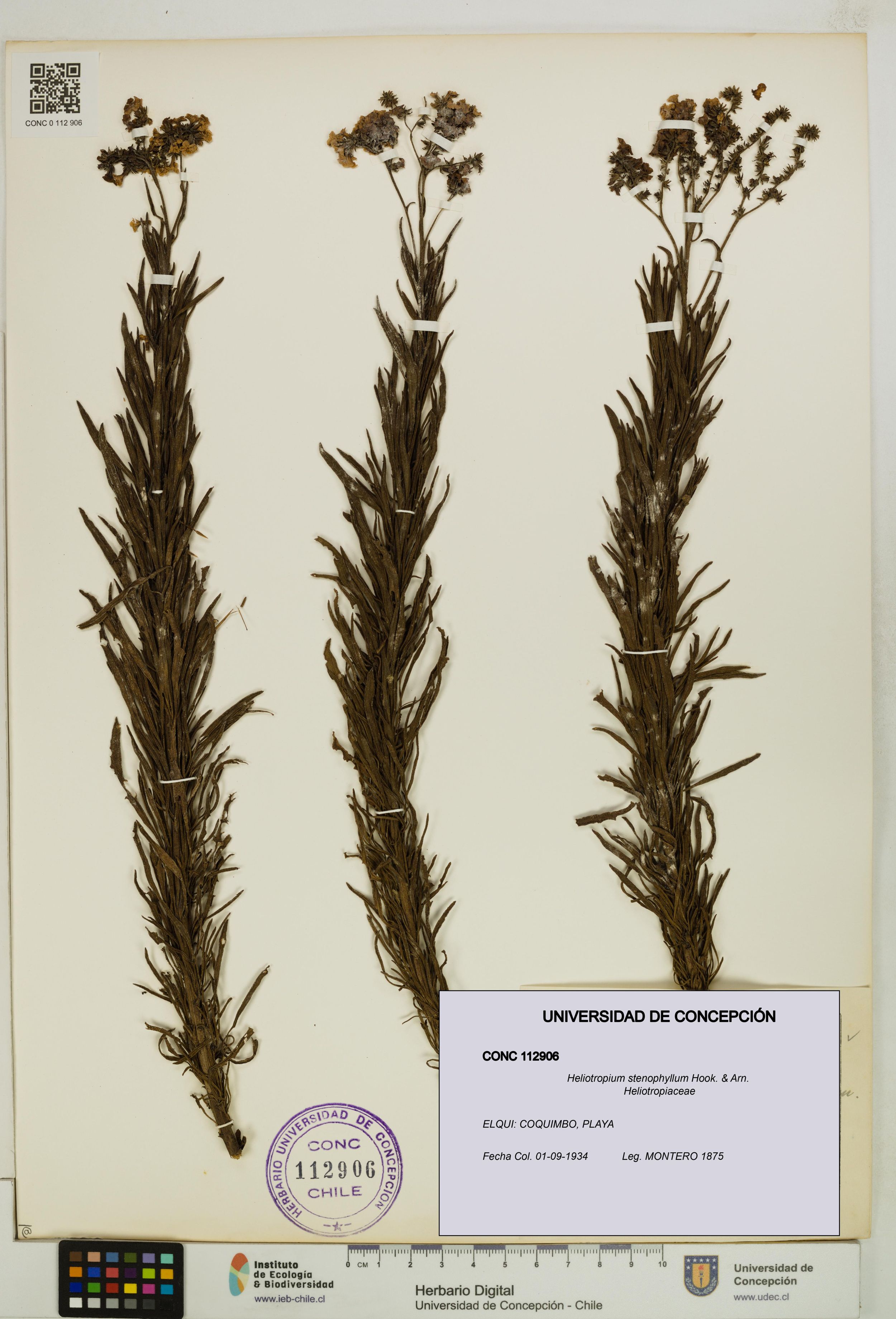 Heliotropium stenophyllum [Espécimen: ]