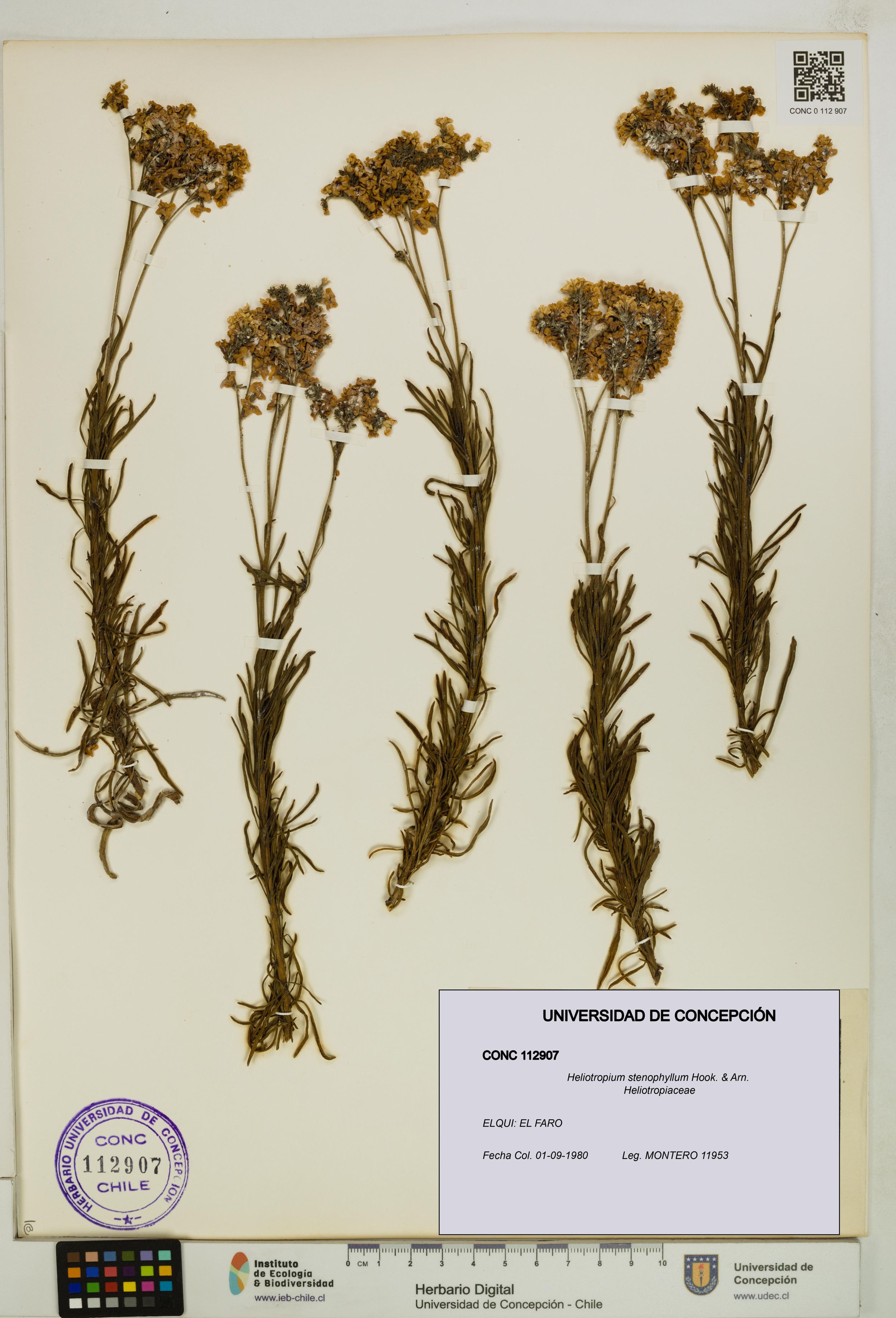 Heliotropium stenophyllum [Espécimen: ]