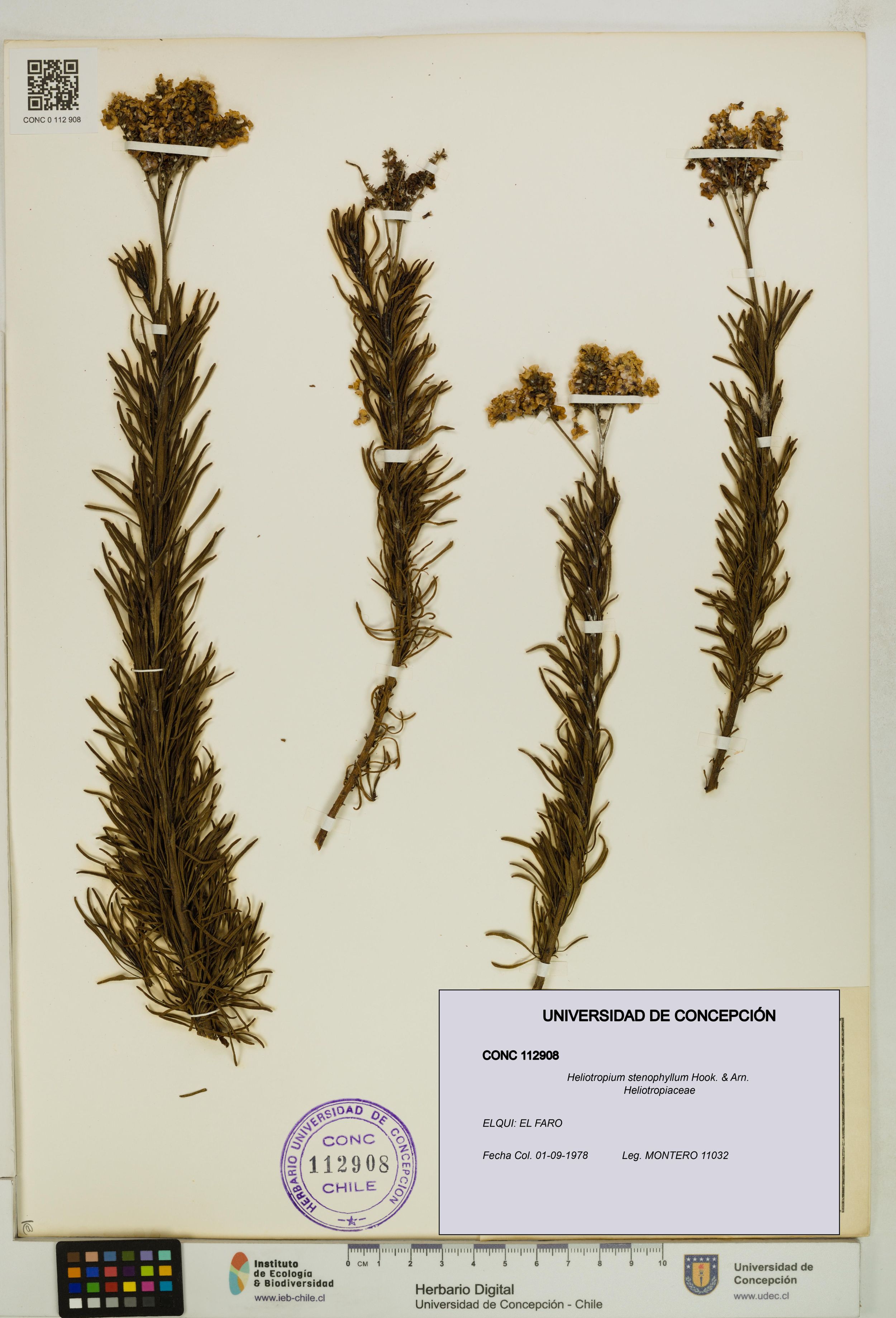 Heliotropium stenophyllum [Espécimen: ]