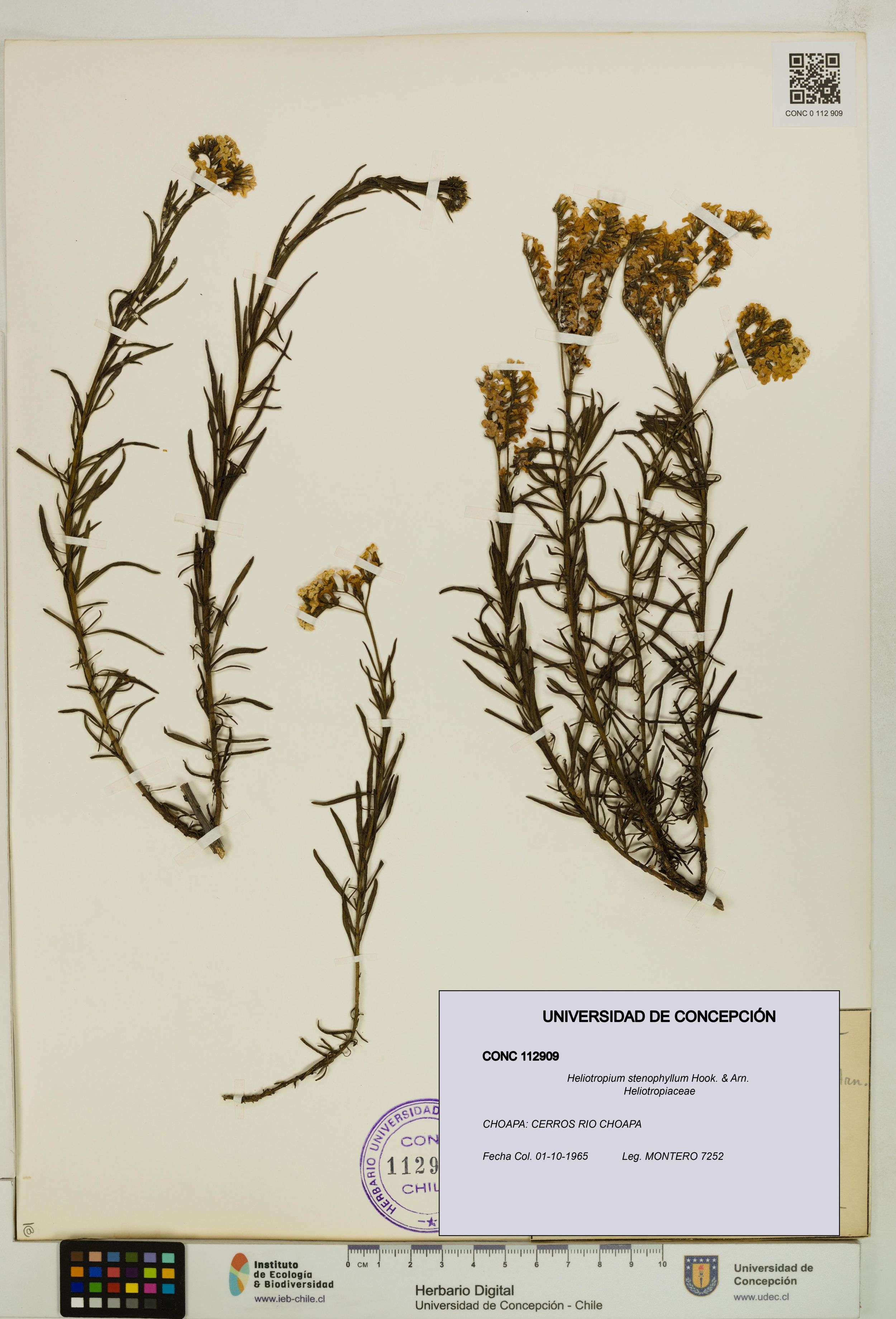 Heliotropium stenophyllum [Espécimen: ]