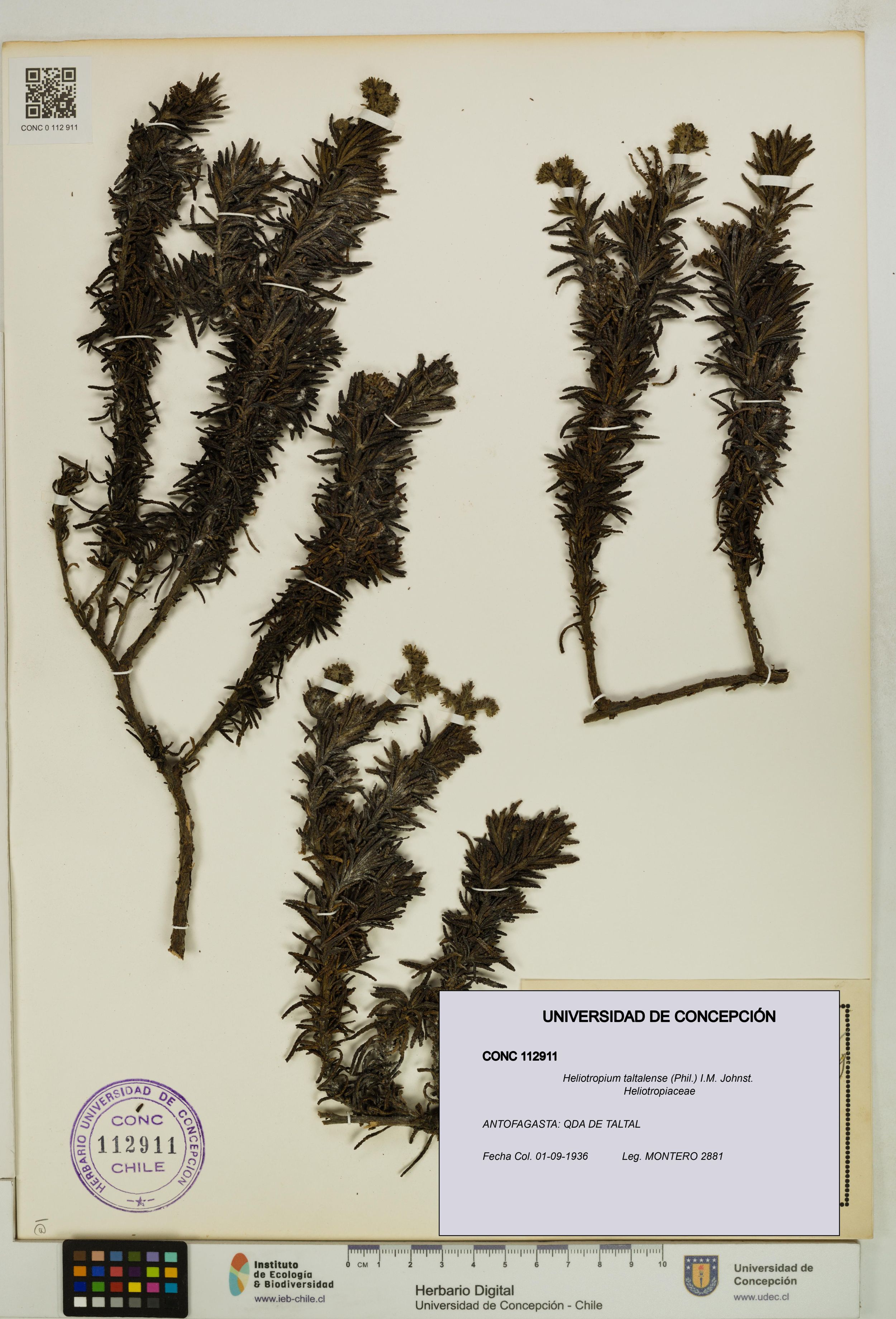 Heliotropium taltalense [Espécimen: ]