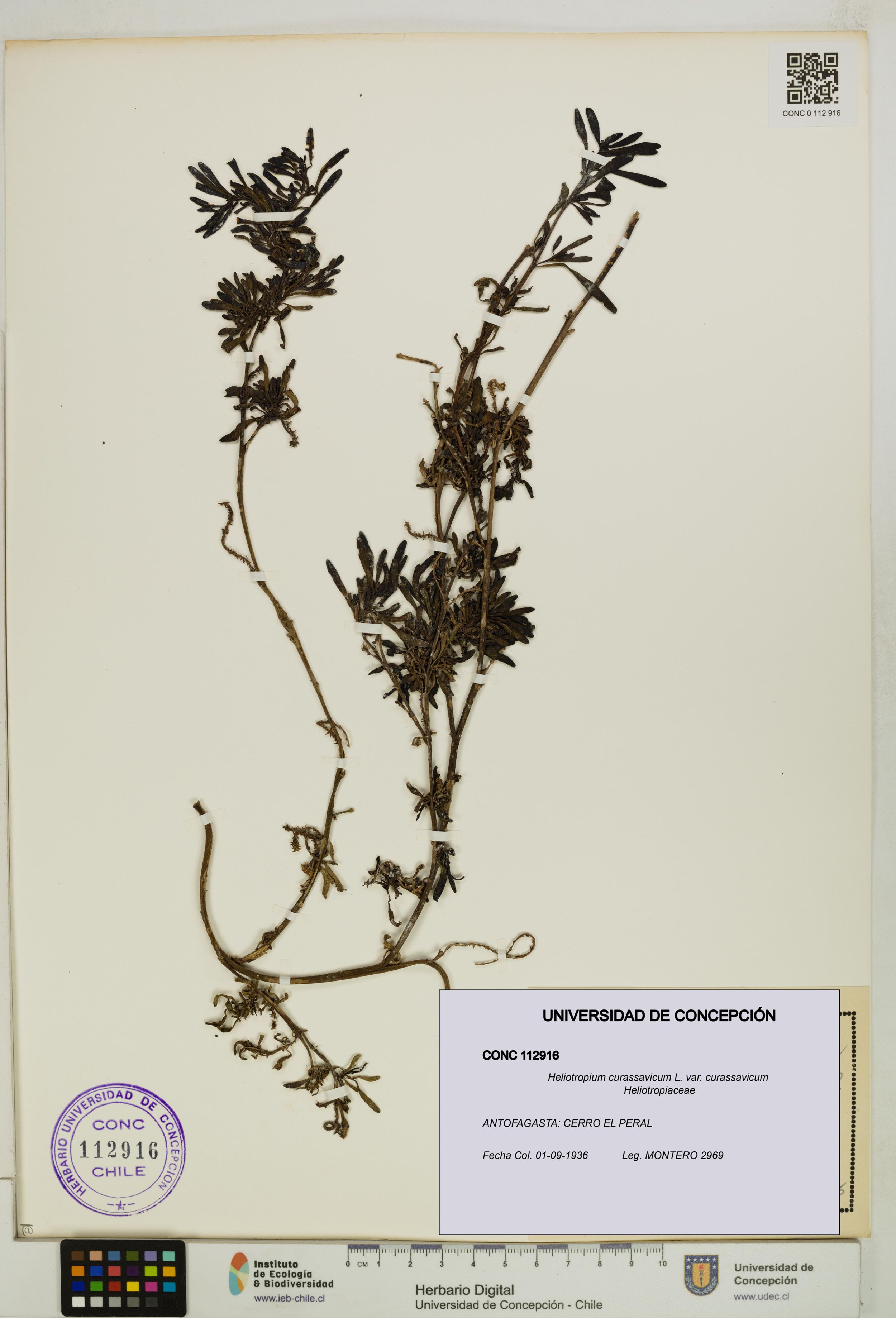 Heliotropium curassavicum var. curassavicum [Espécimen: ]