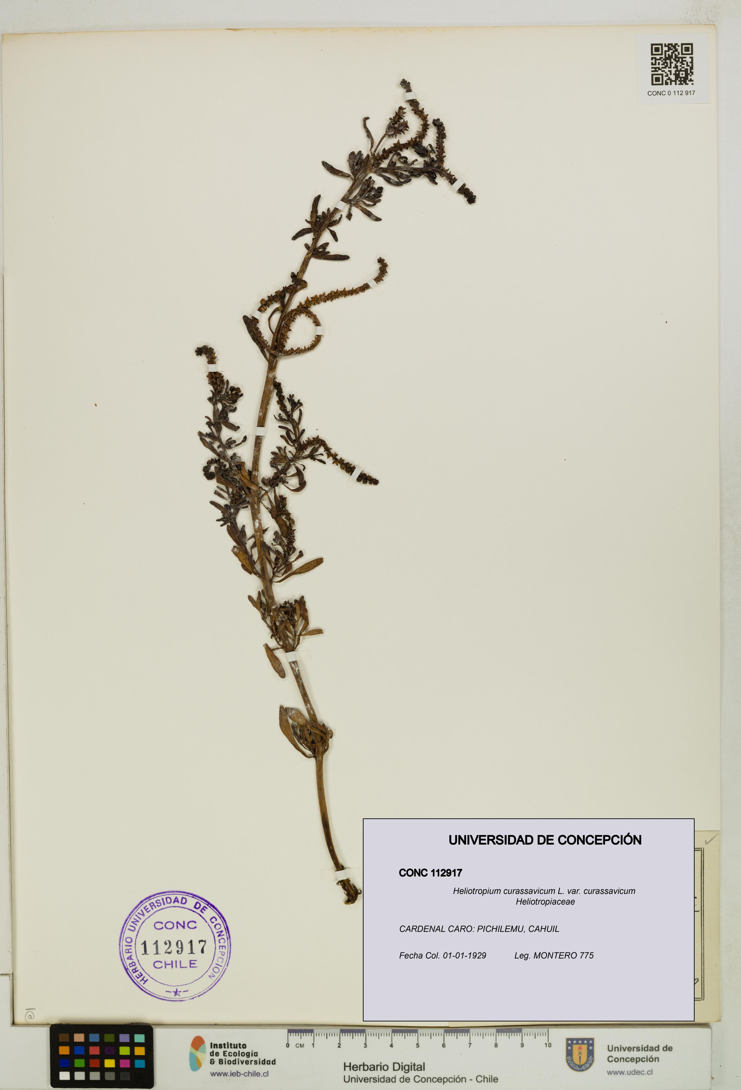 Heliotropium curassavicum var. curassavicum [Espécimen: ]
