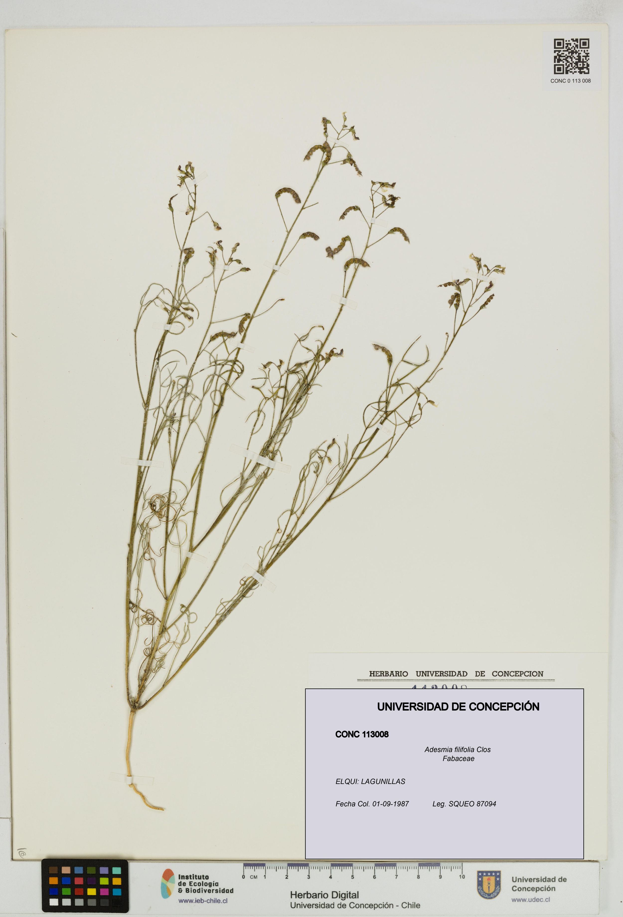 Adesmia filifolia [Espécimen: ]