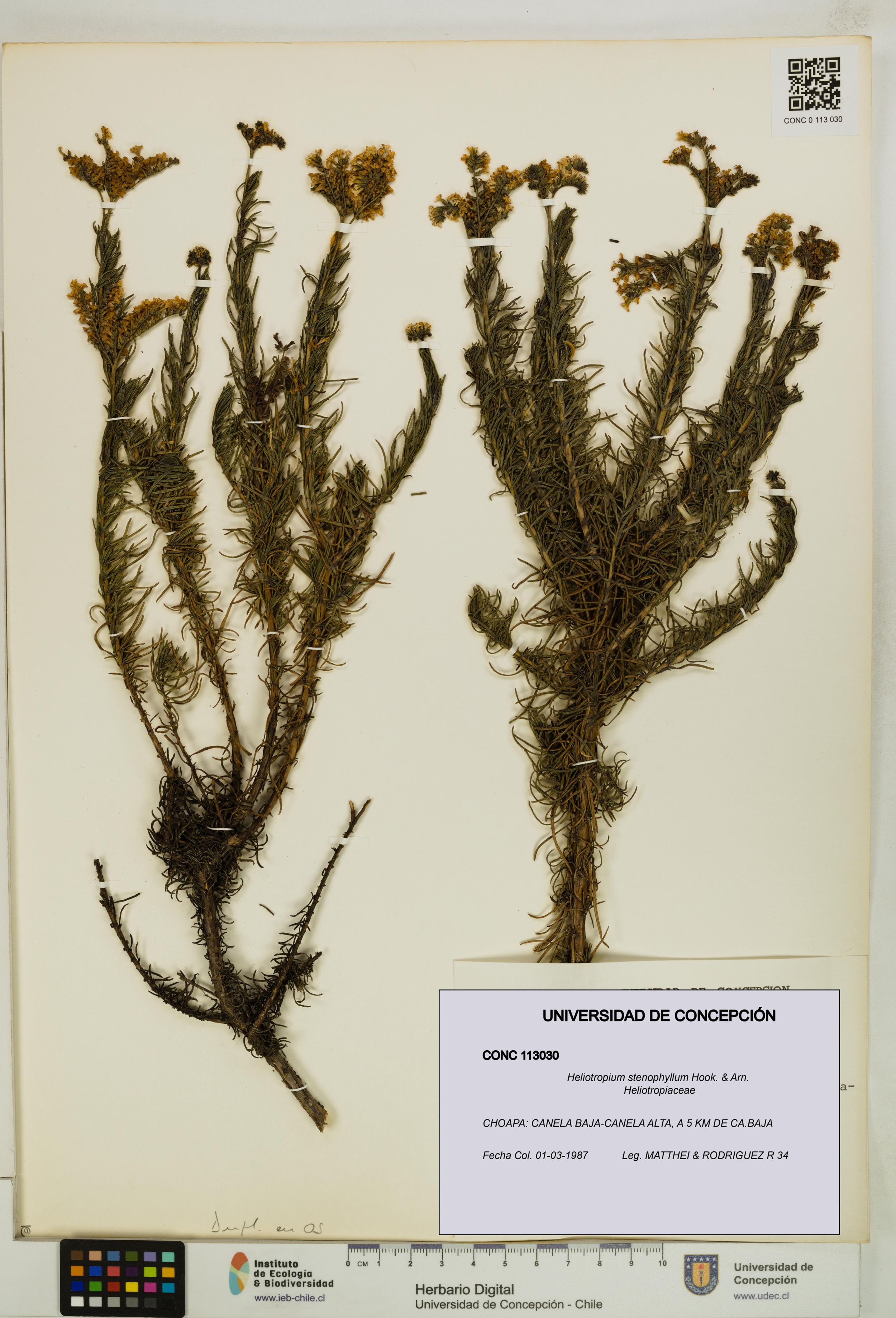 Heliotropium stenophyllum [Espécimen: ]