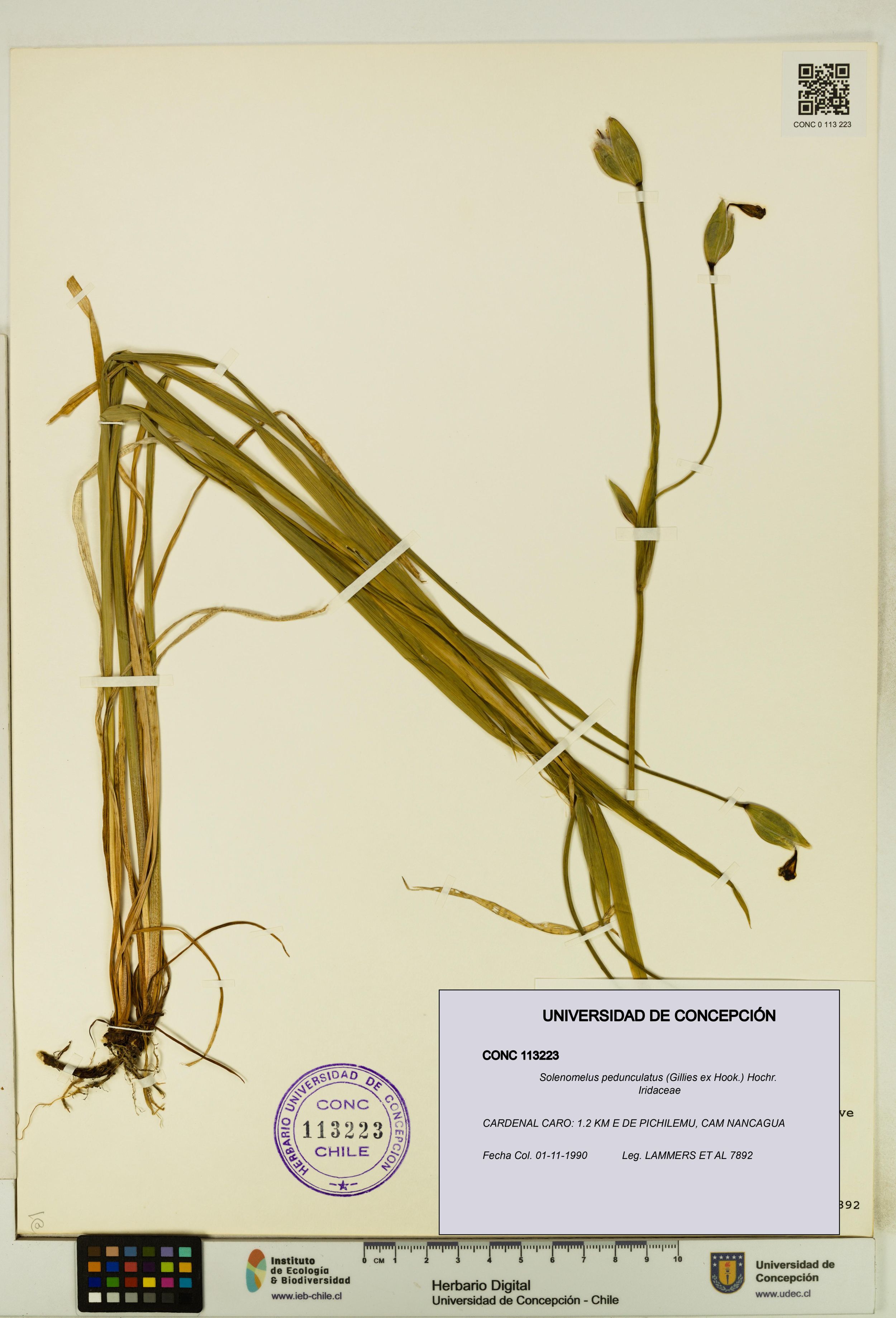 Solenomelus pedunculatus [Espécimen: ]