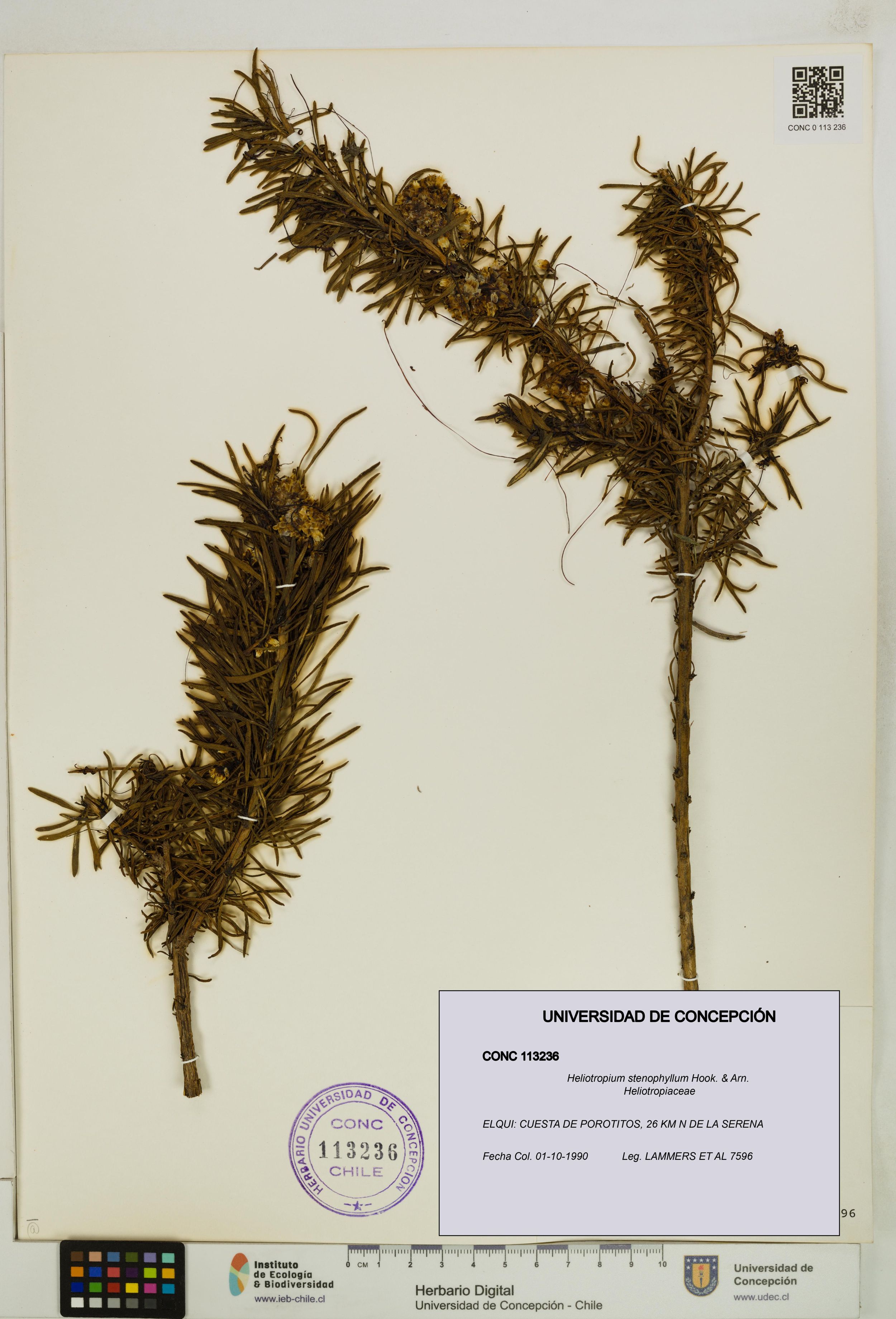 Heliotropium stenophyllum [Espécimen: ]