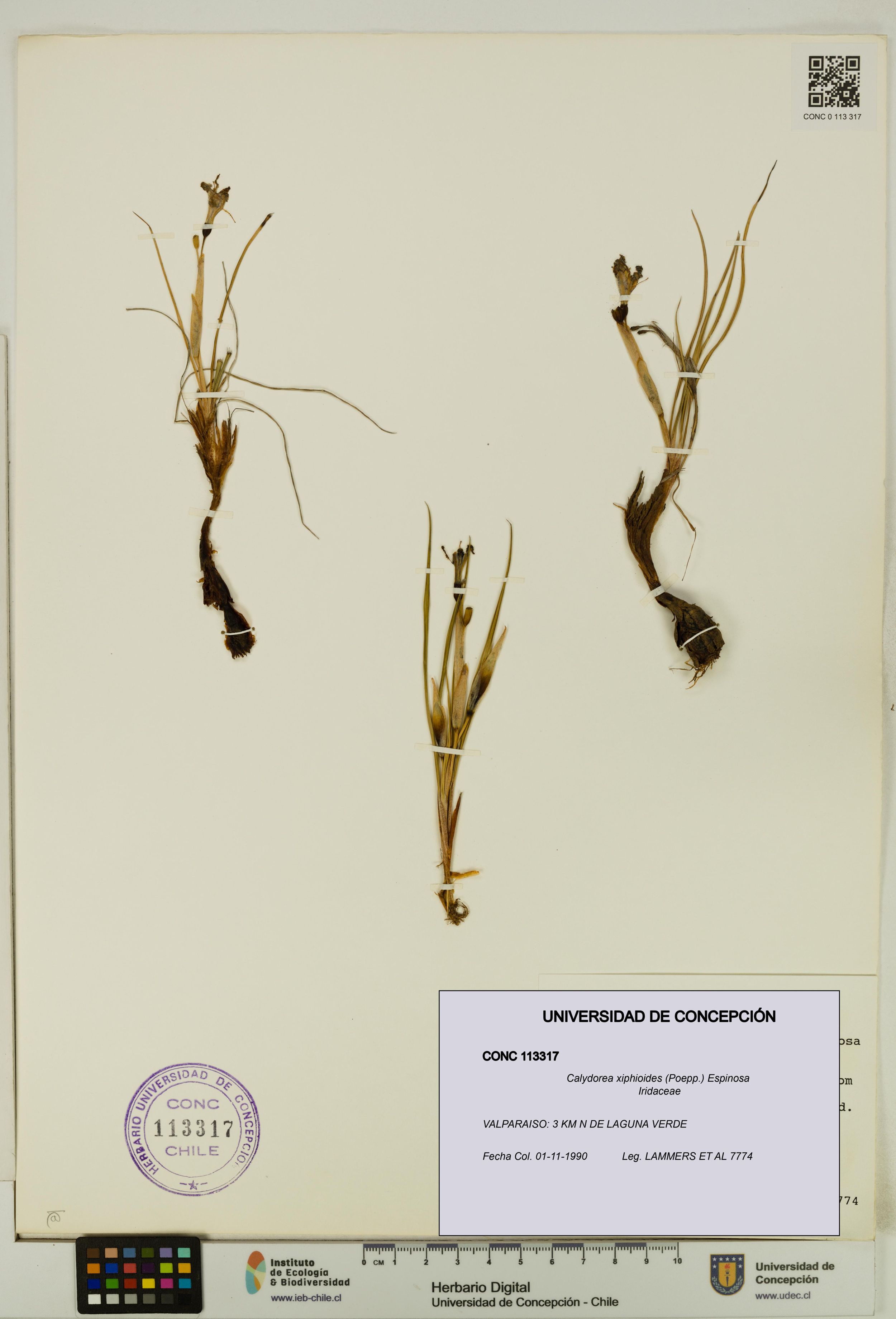 Calydorea xiphioides [Espécimen: ]