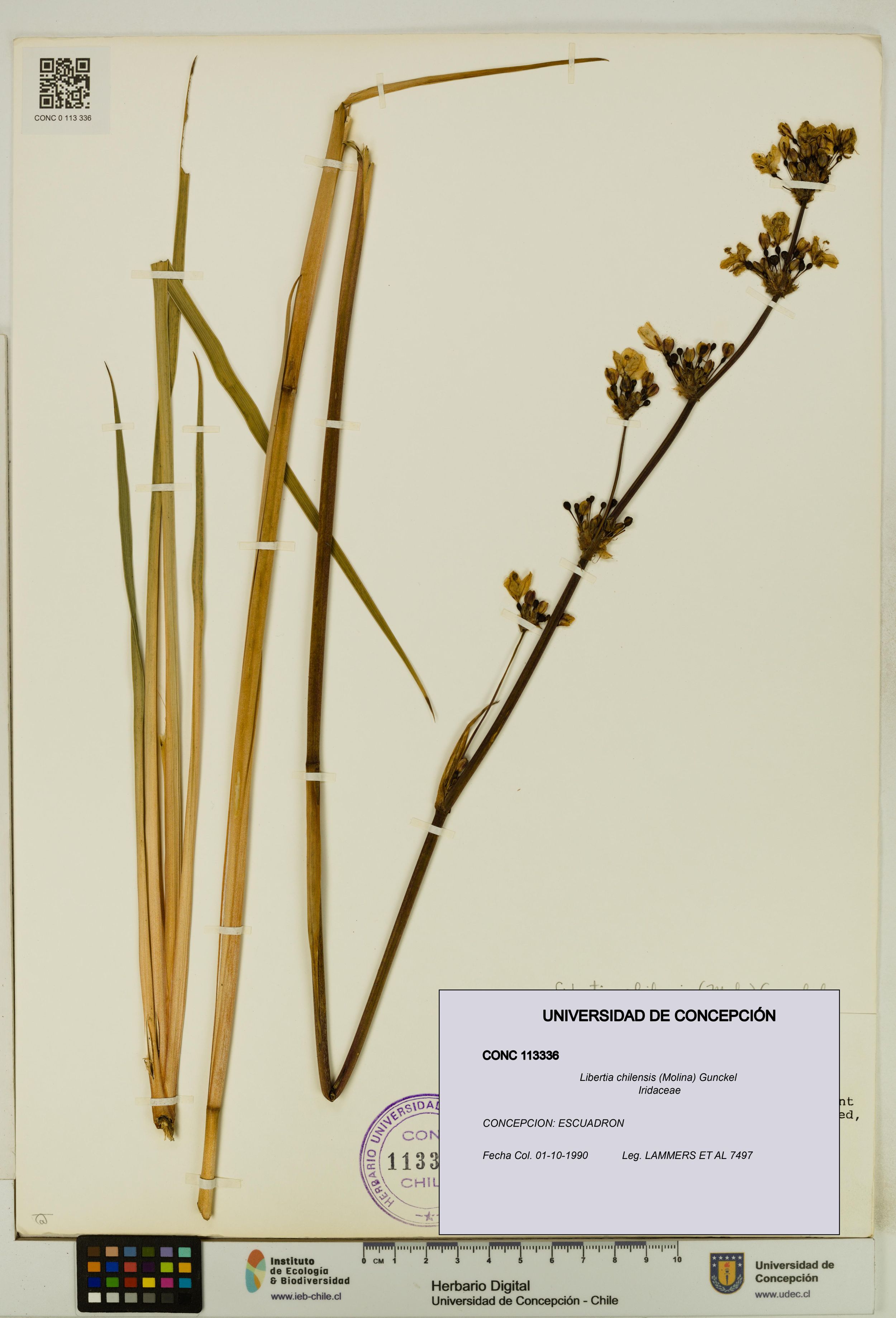 Libertia chilensis [Espécimen: ]