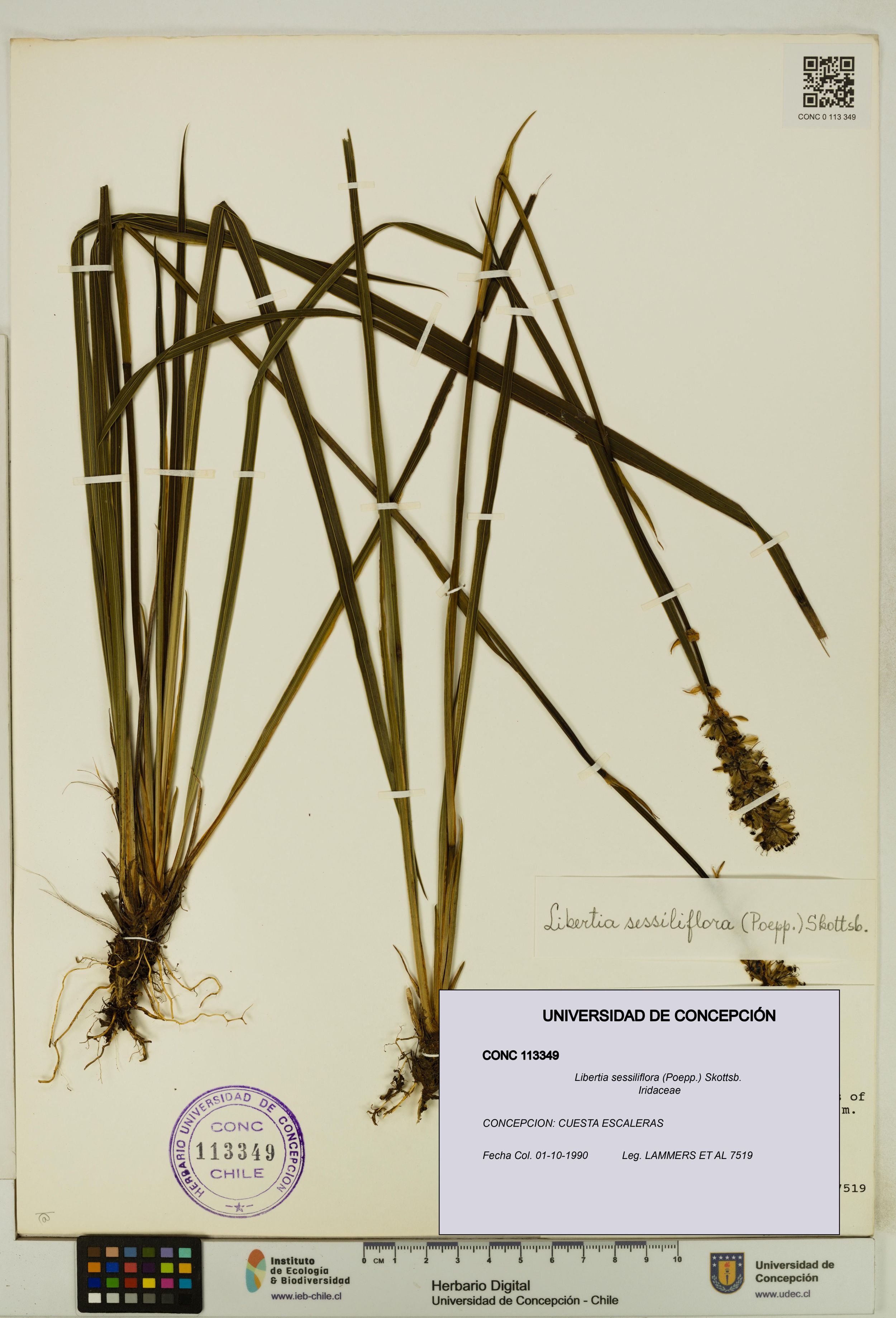 Libertia sessiliflora [Espécimen: ]