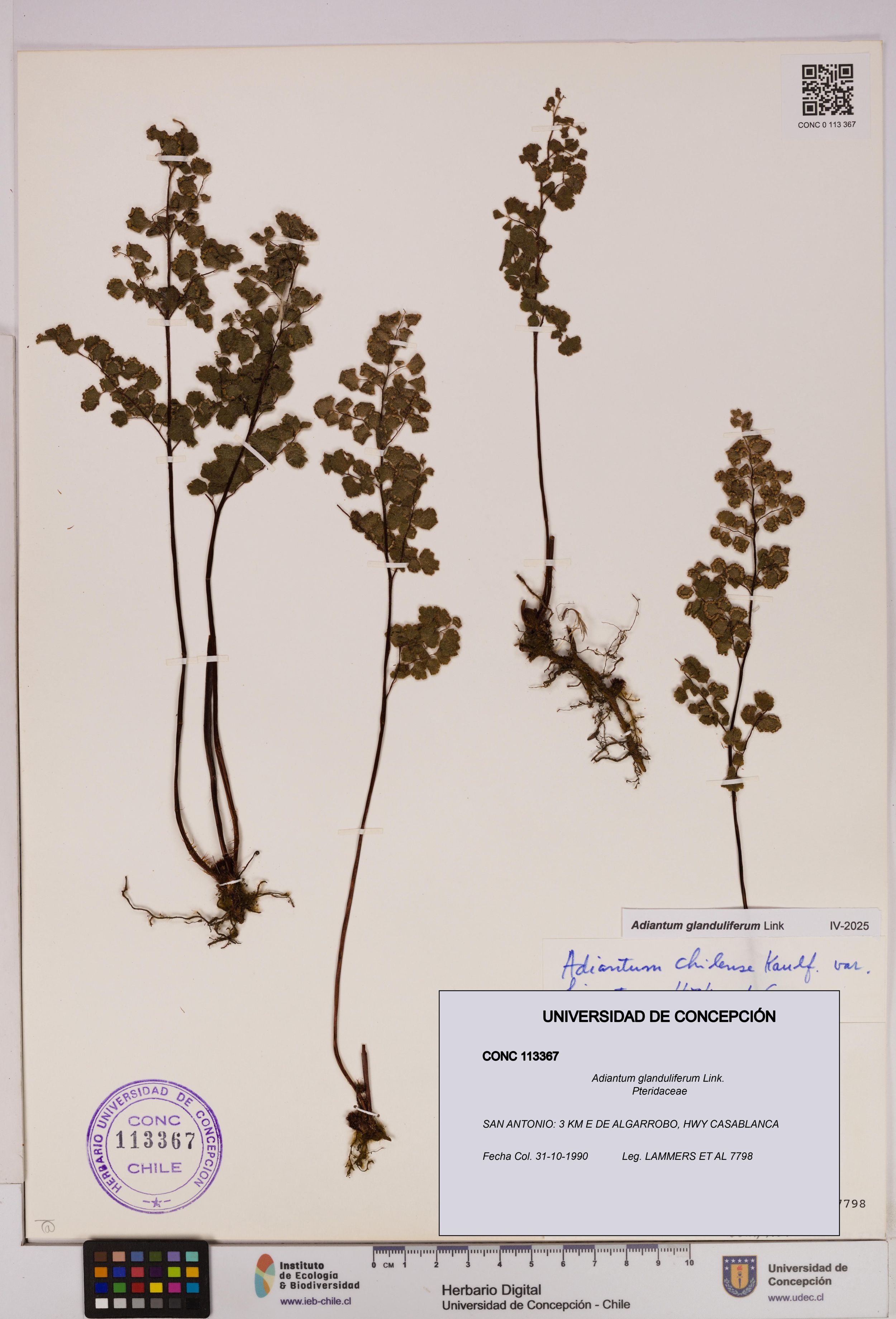 Adiantum glanduliferum [Espécimen: ]