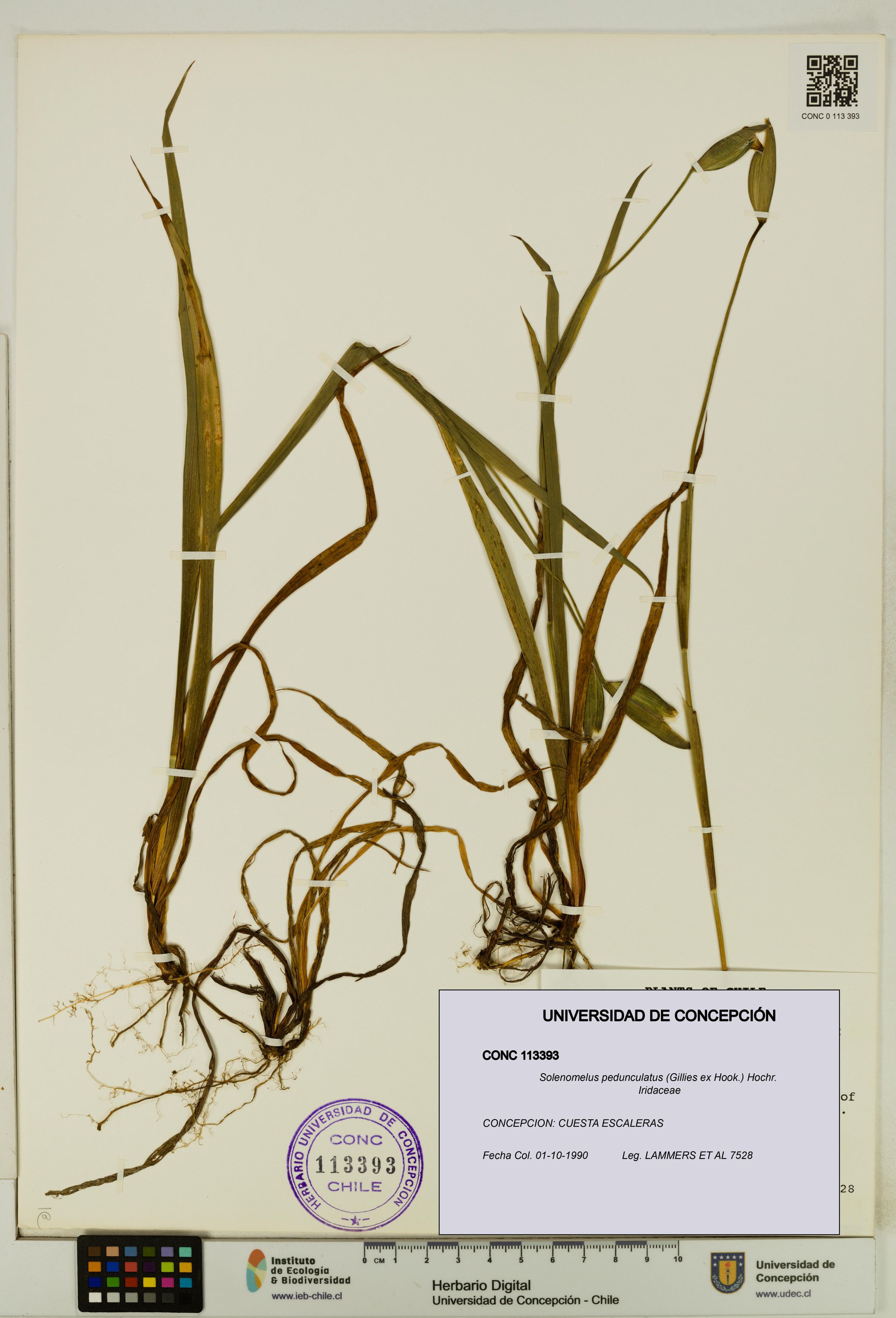 Solenomelus pedunculatus [Espécimen: ]