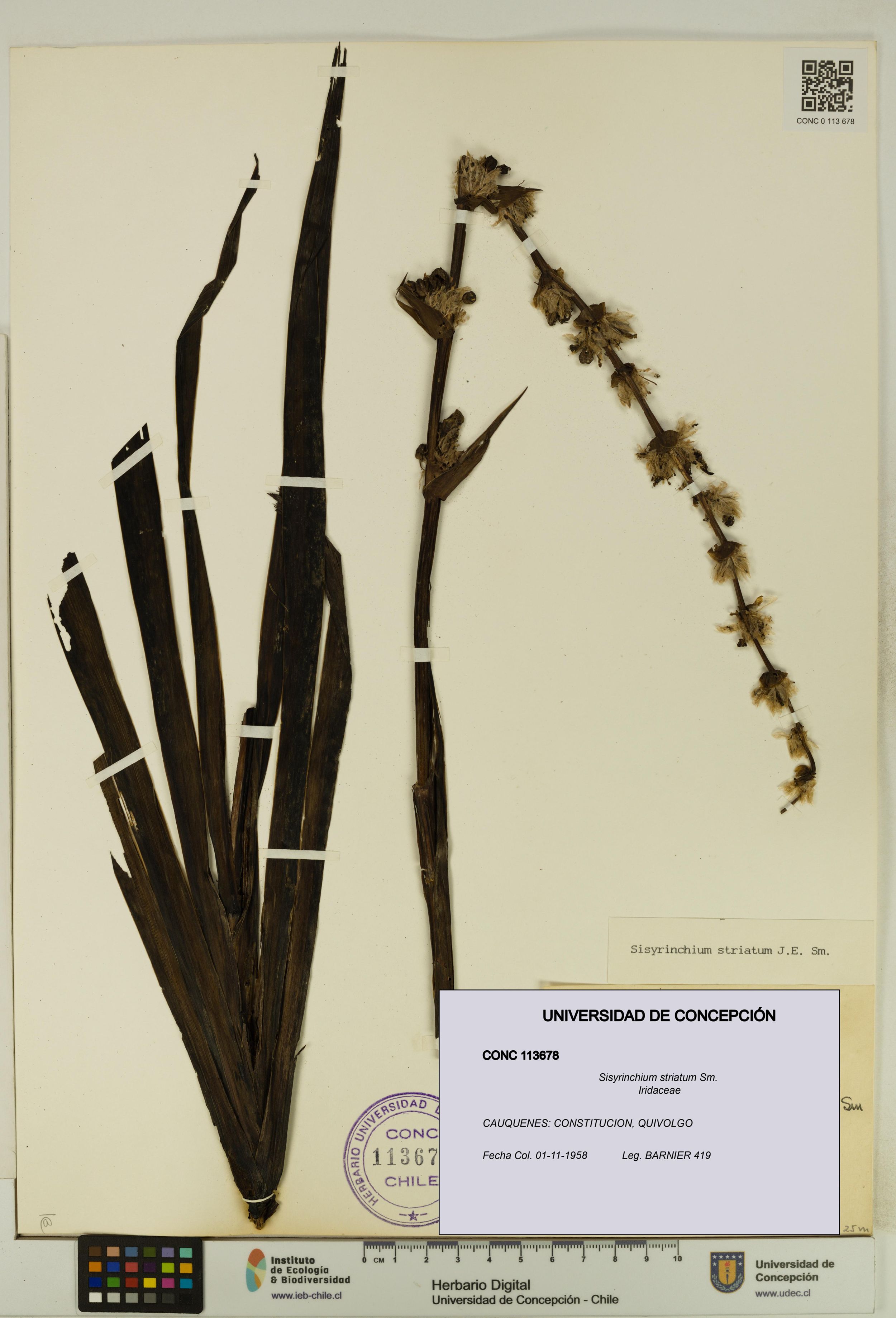 Sisyrinchium striatum [Espécimen: ]