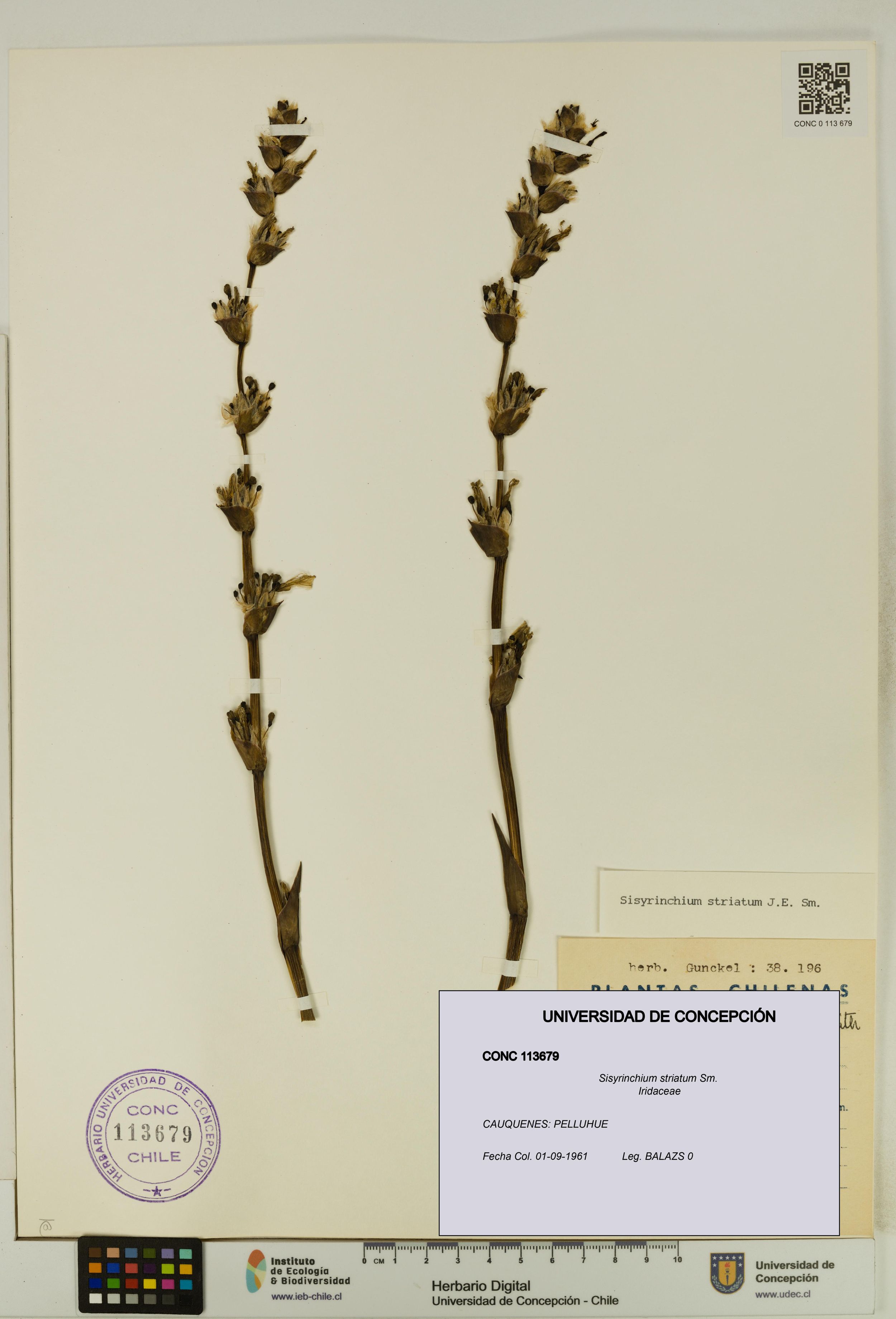 Sisyrinchium striatum [Espécimen: ]