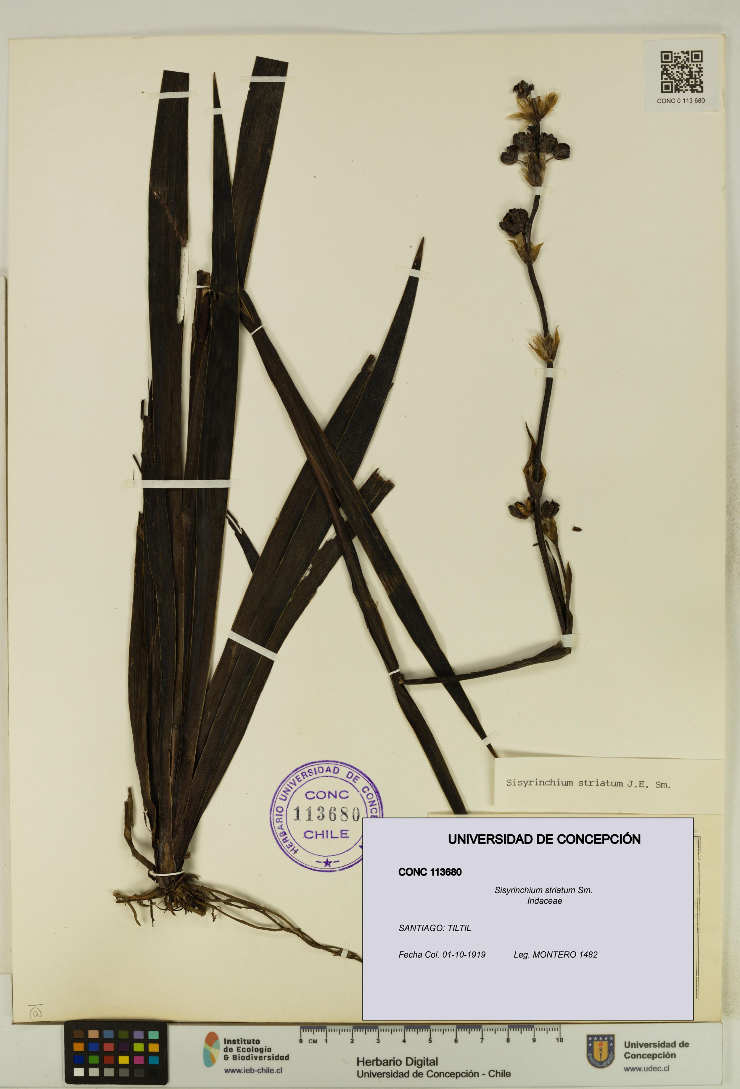 Sisyrinchium striatum [Espécimen: ]