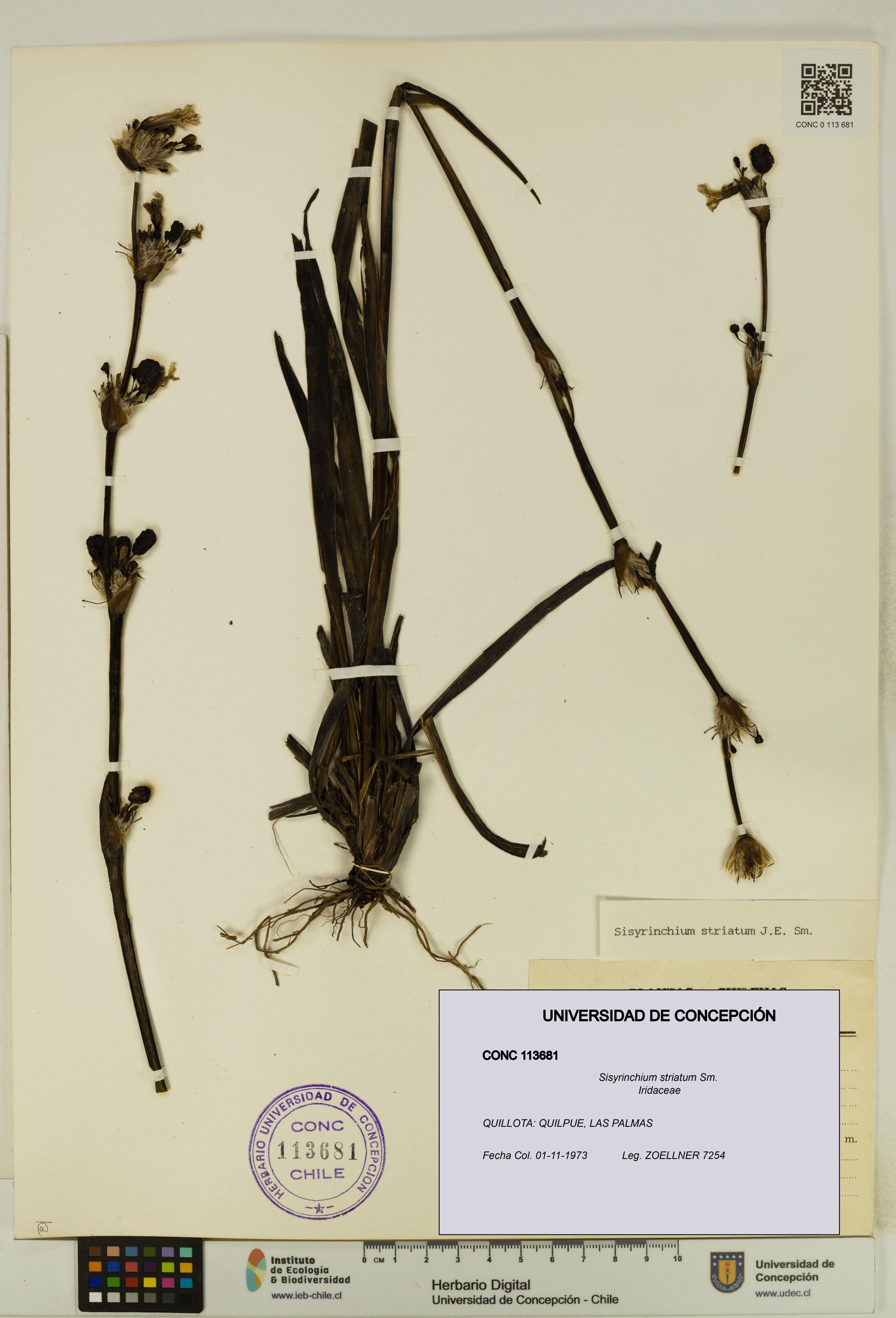 Sisyrinchium striatum [Espécimen: ]
