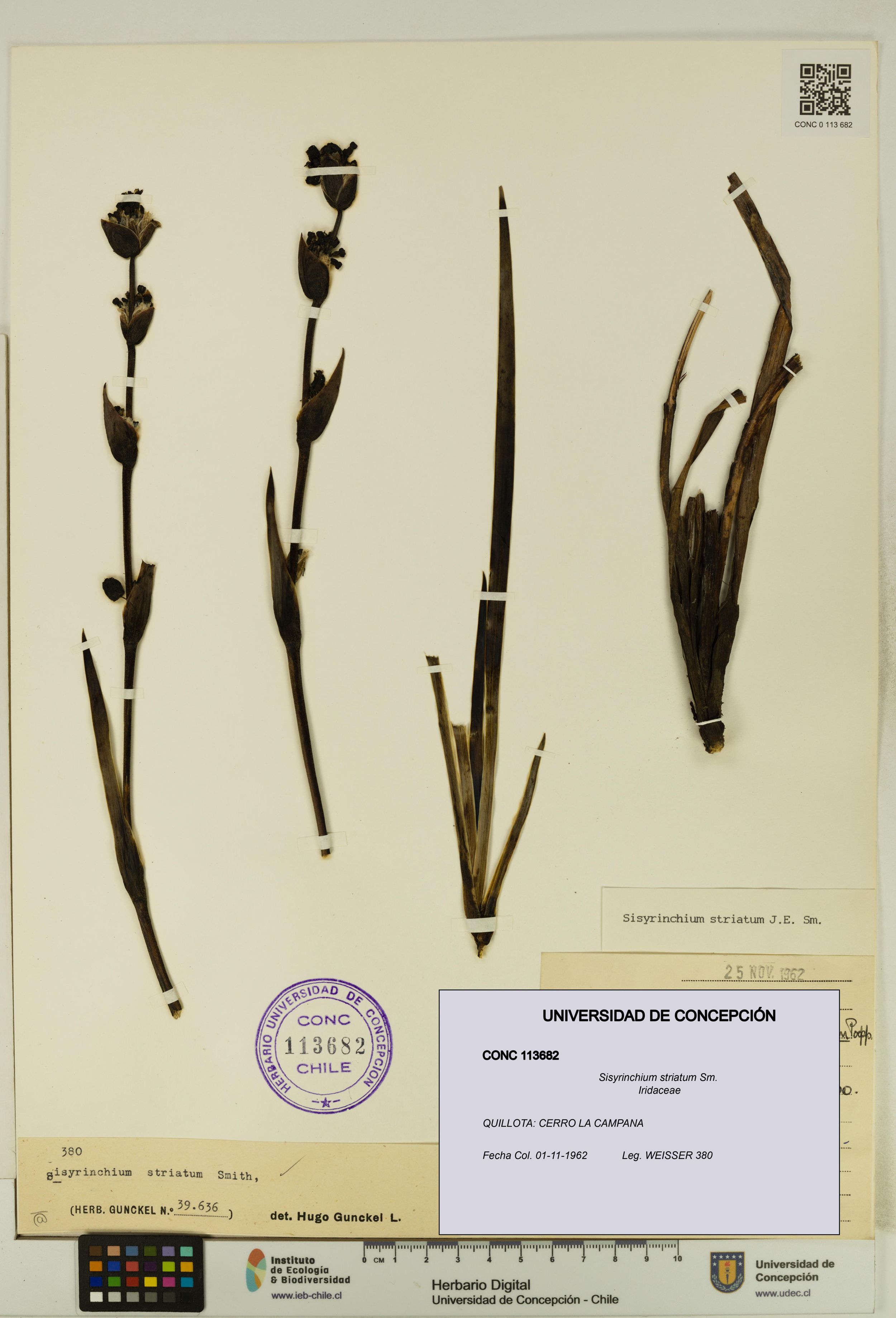 Sisyrinchium striatum [Espécimen: ]