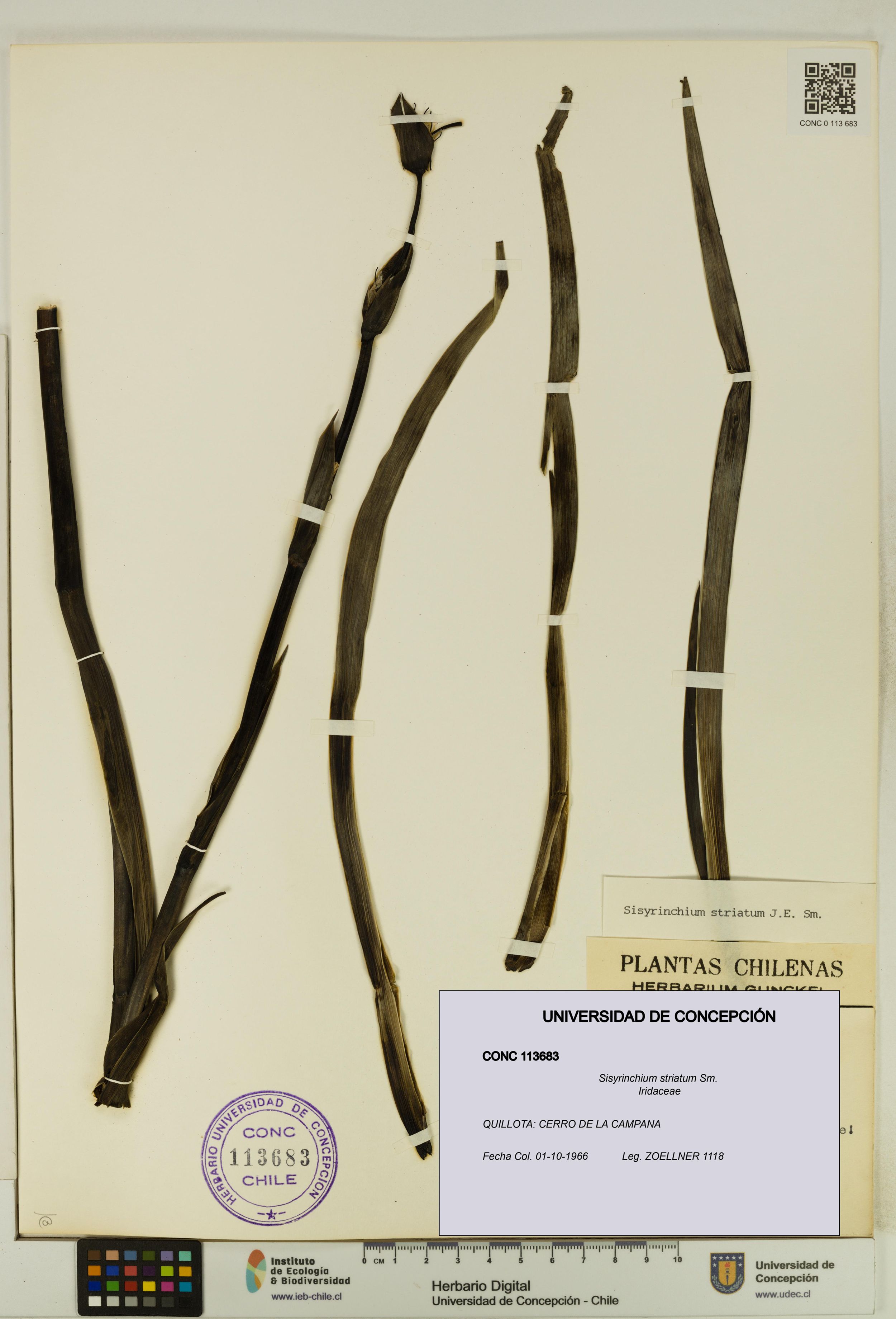 Sisyrinchium striatum [Espécimen: ]