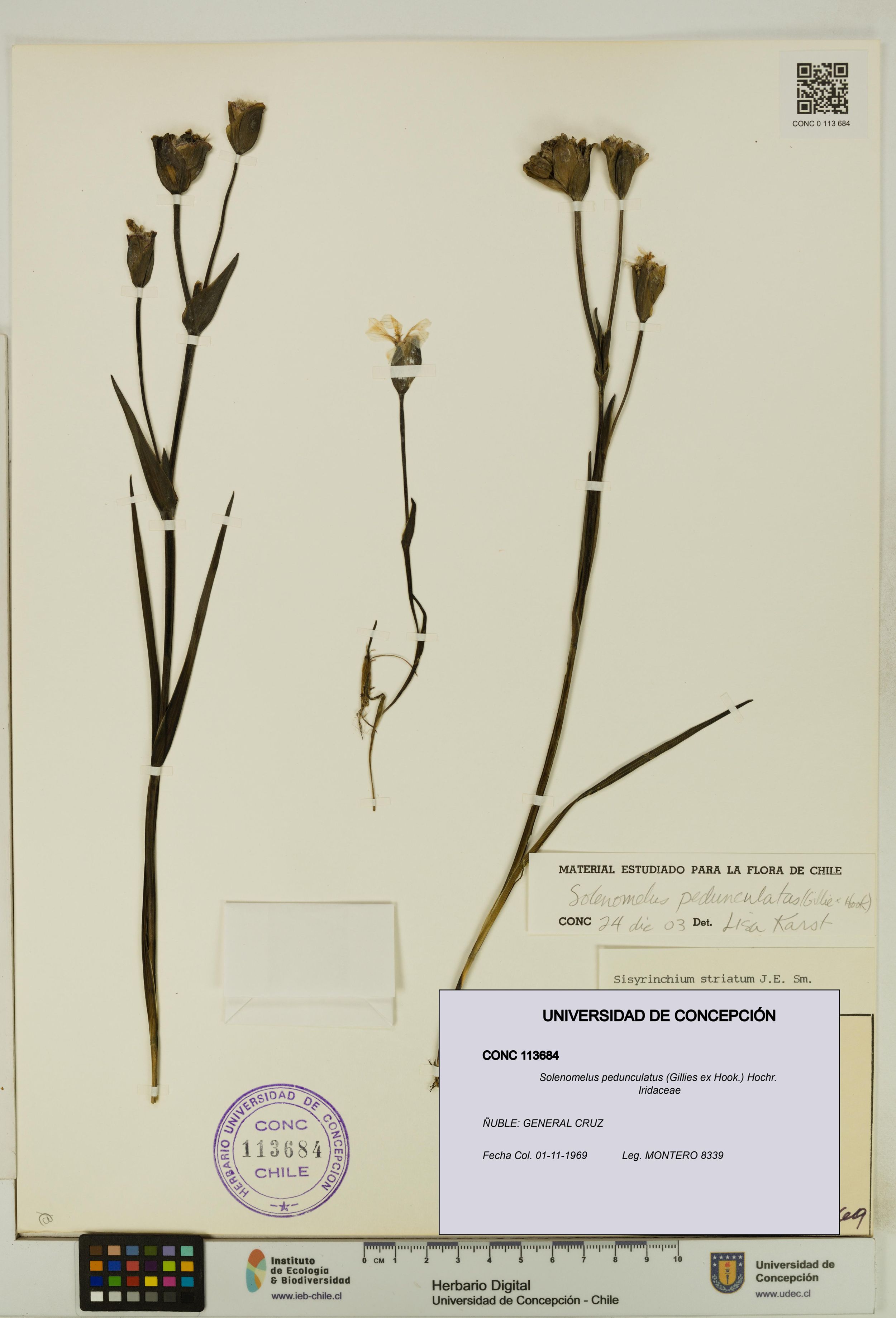 Solenomelus pedunculatus [Espécimen: ]