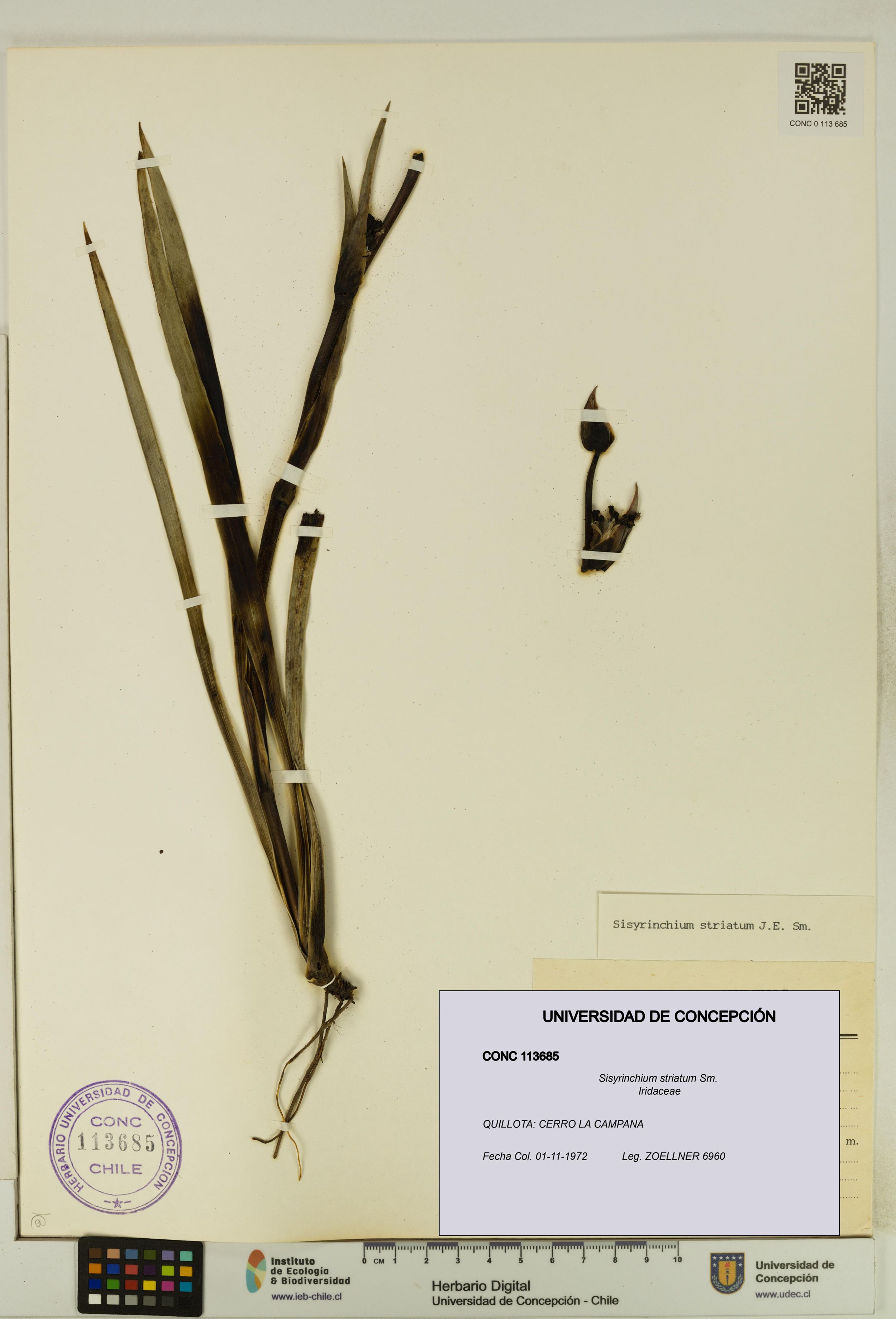 Sisyrinchium striatum [Espécimen: ]