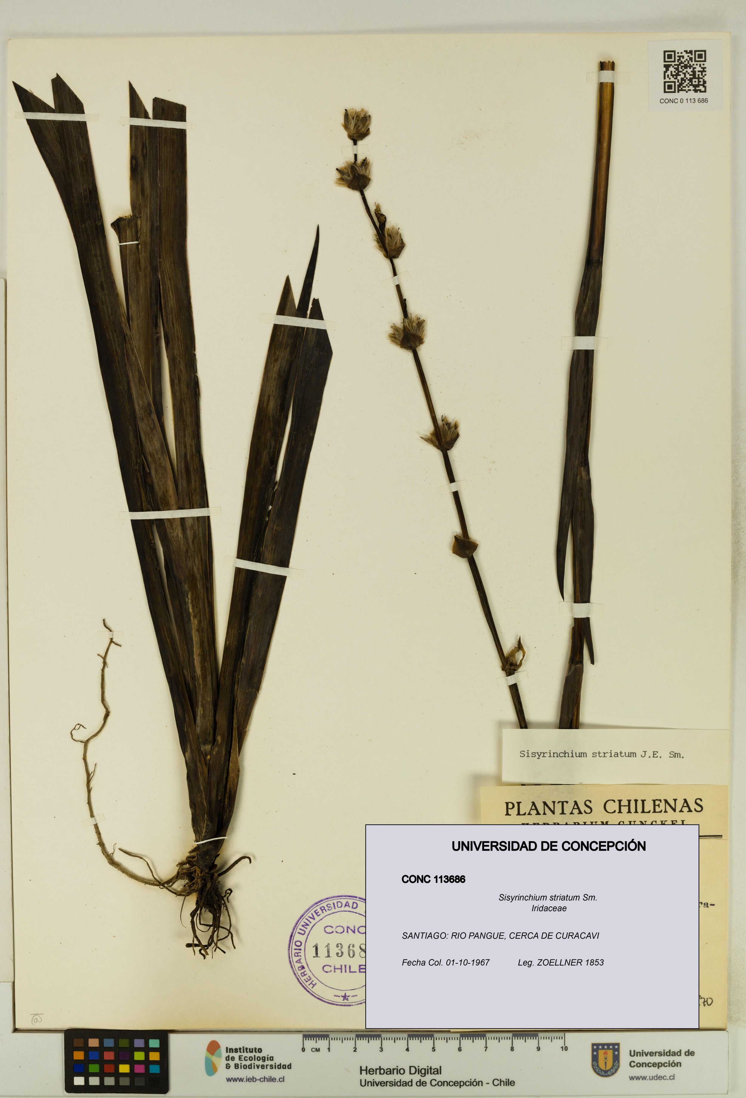 Sisyrinchium striatum [Espécimen: ]