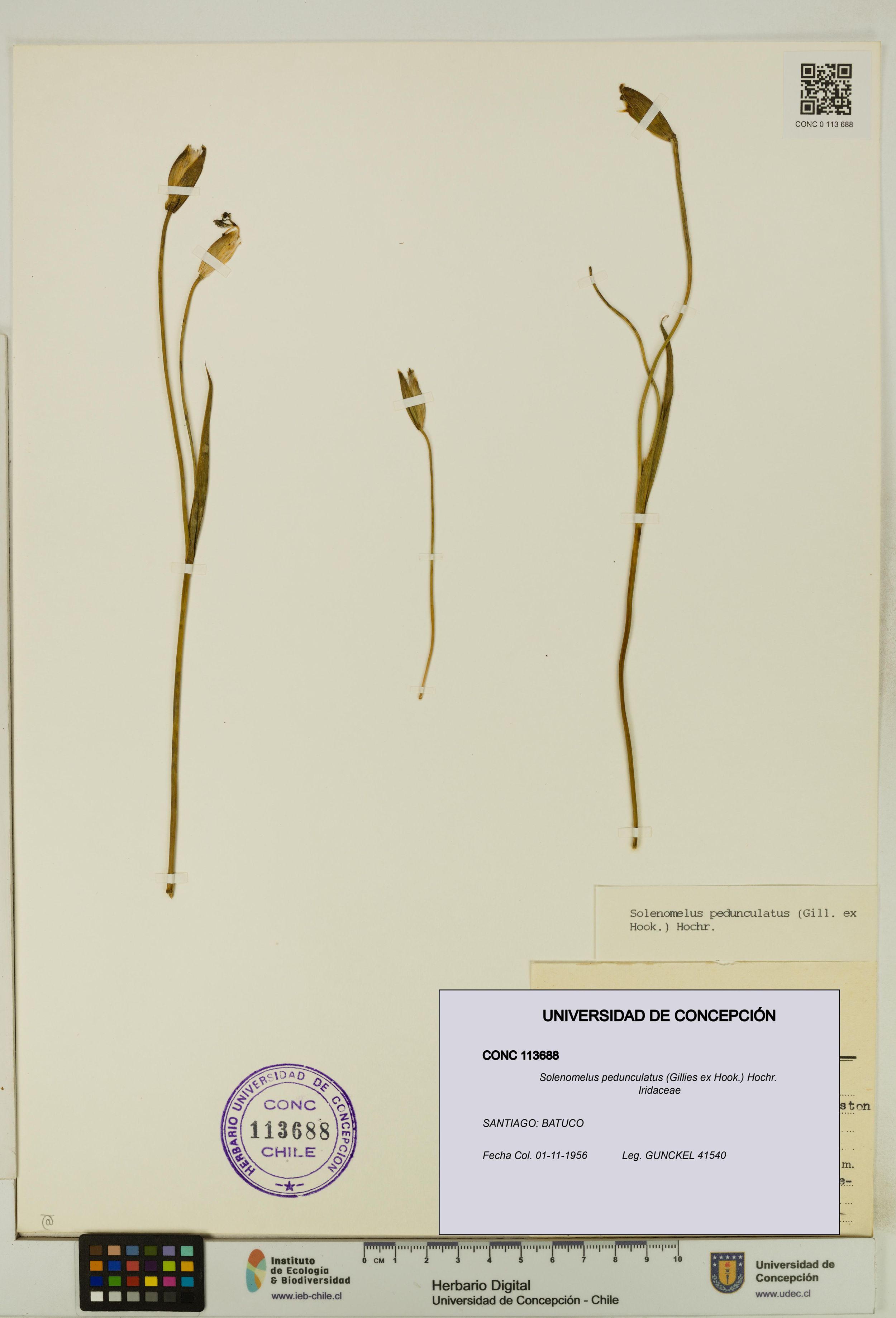 Solenomelus pedunculatus [Espécimen: ]