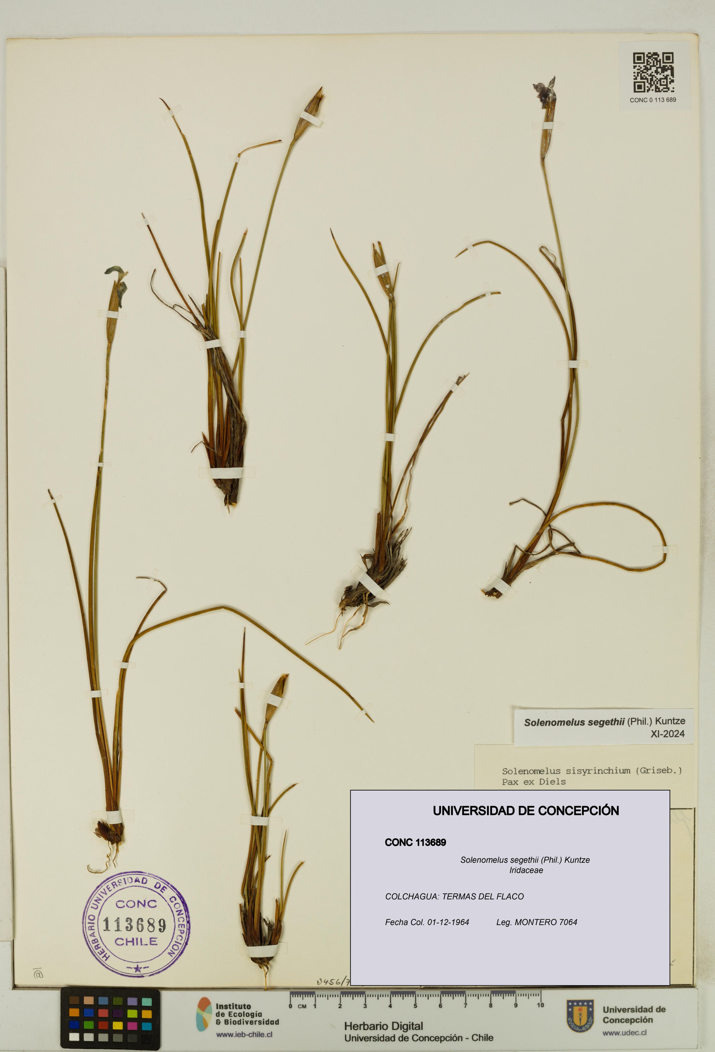 Solenomelus segethii [Espécimen: ]