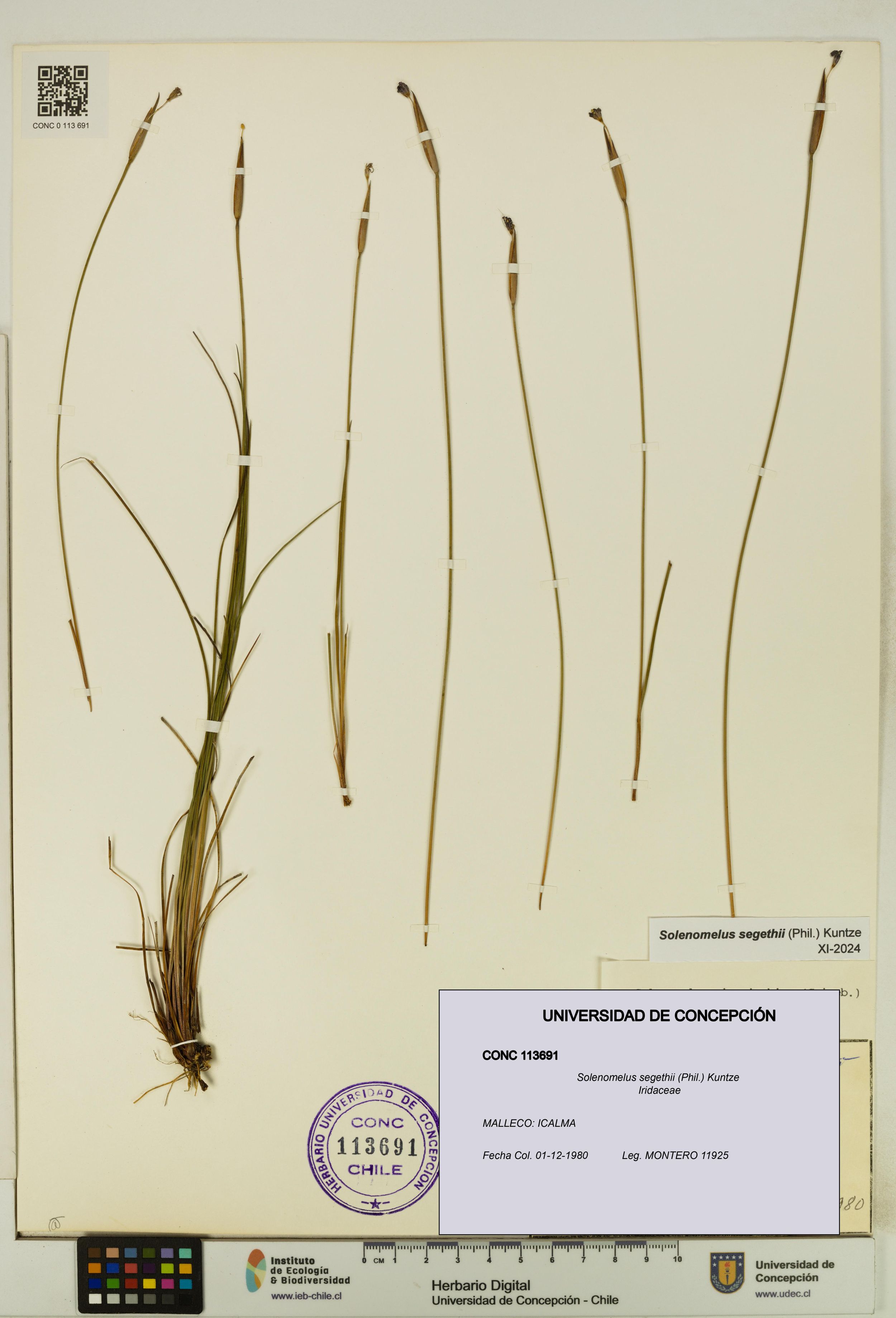 Solenomelus segethii [Espécimen: ]