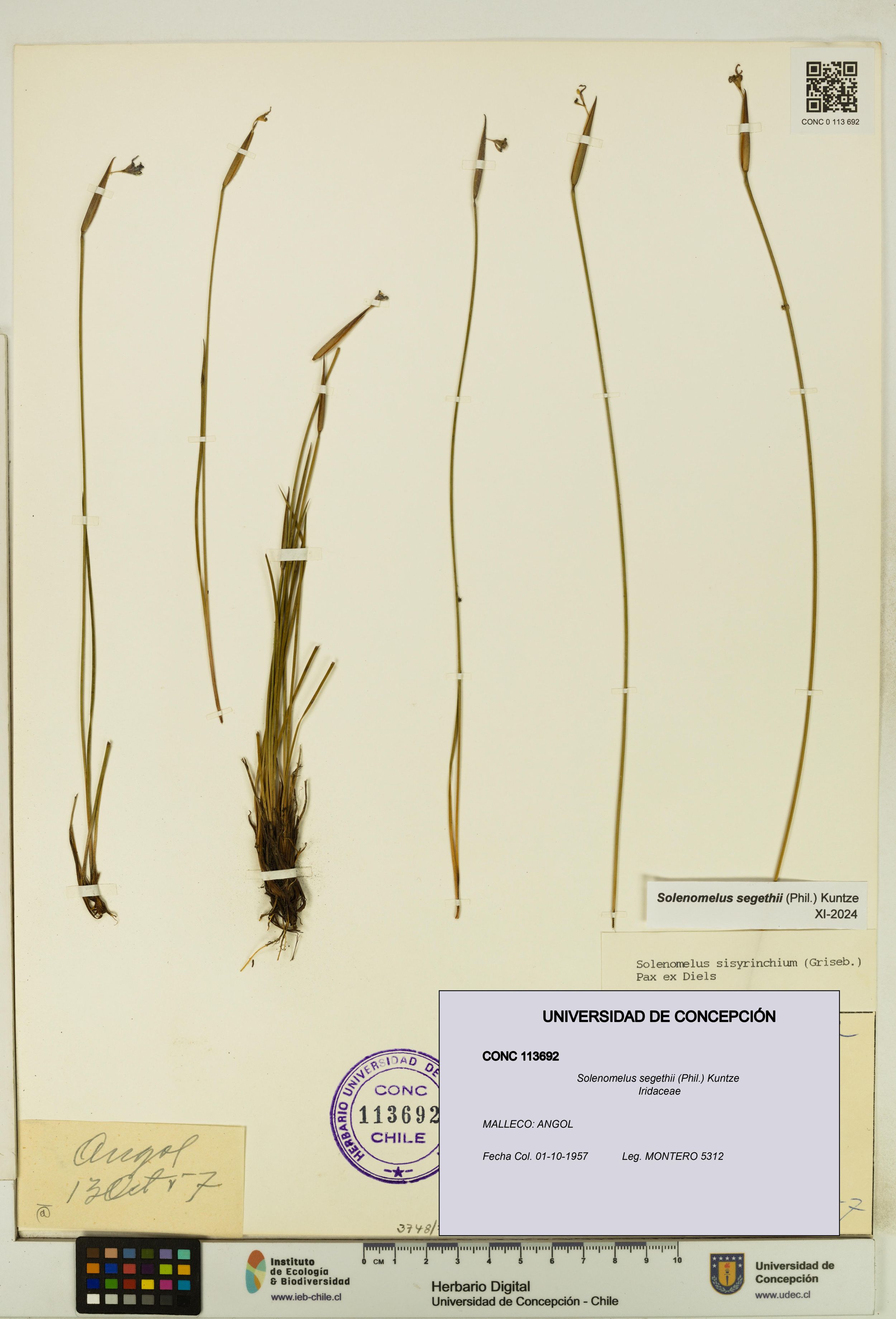 Solenomelus segethii [Espécimen: ]