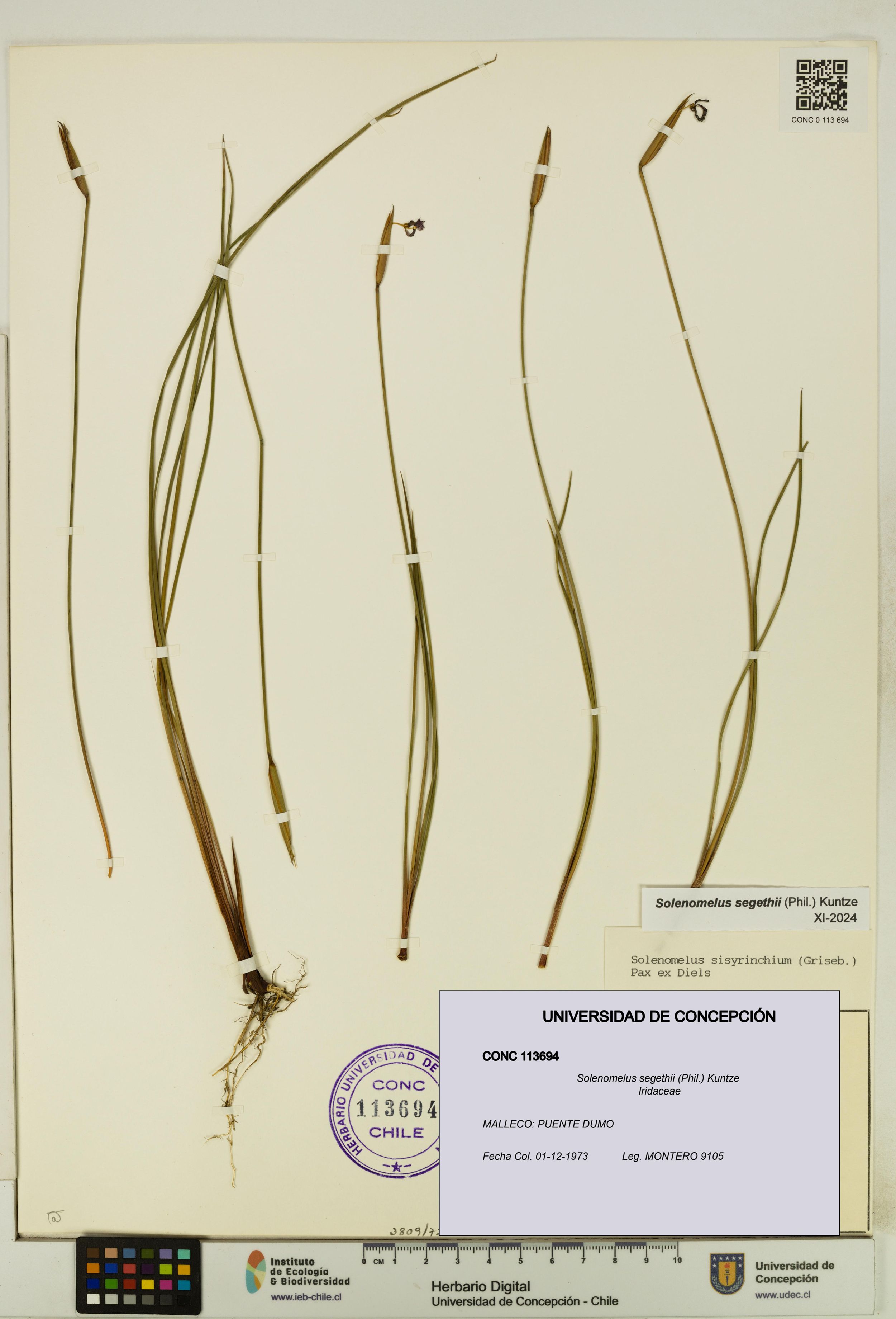 Solenomelus segethii [Espécimen: ]