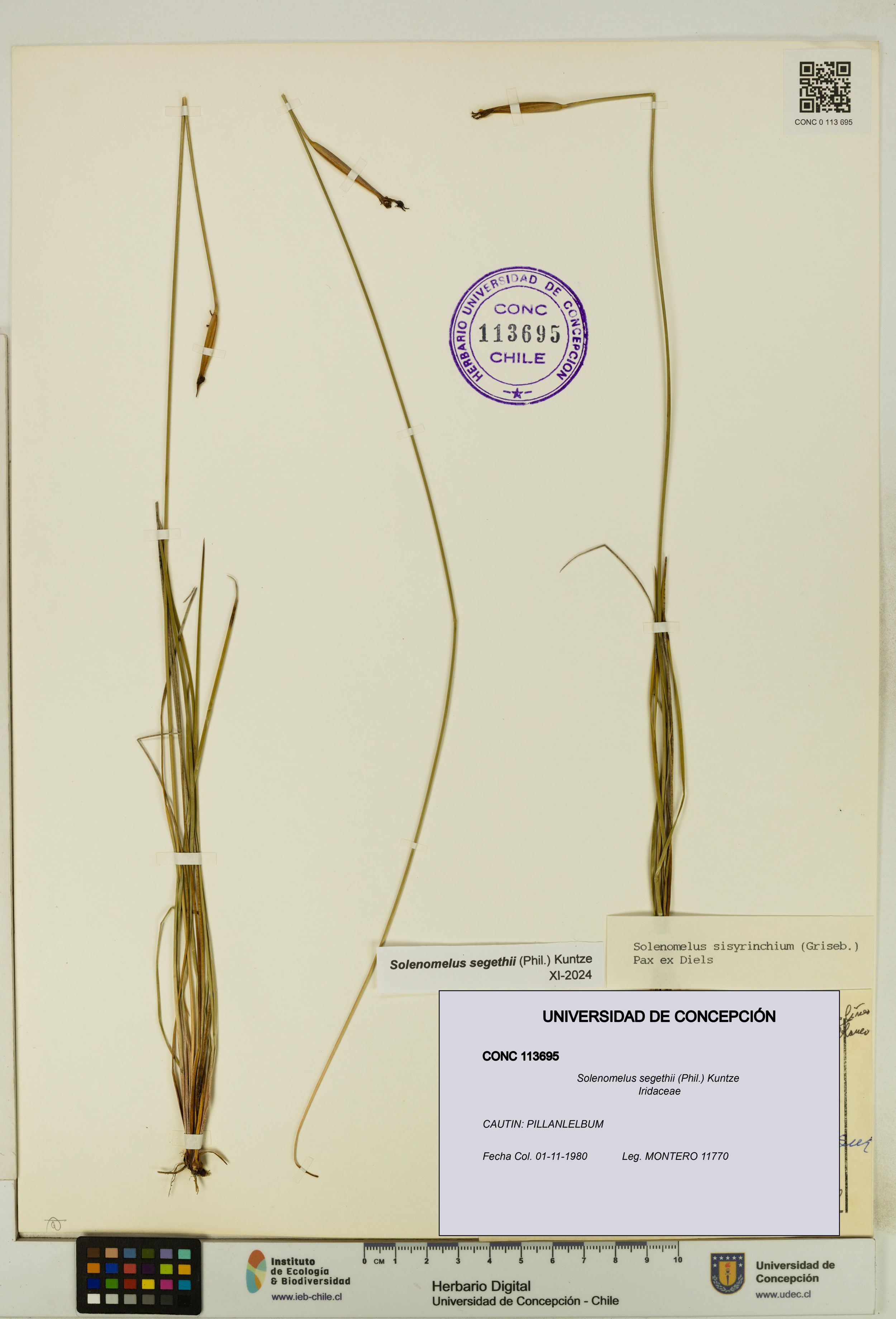 Solenomelus segethii [Espécimen: ]